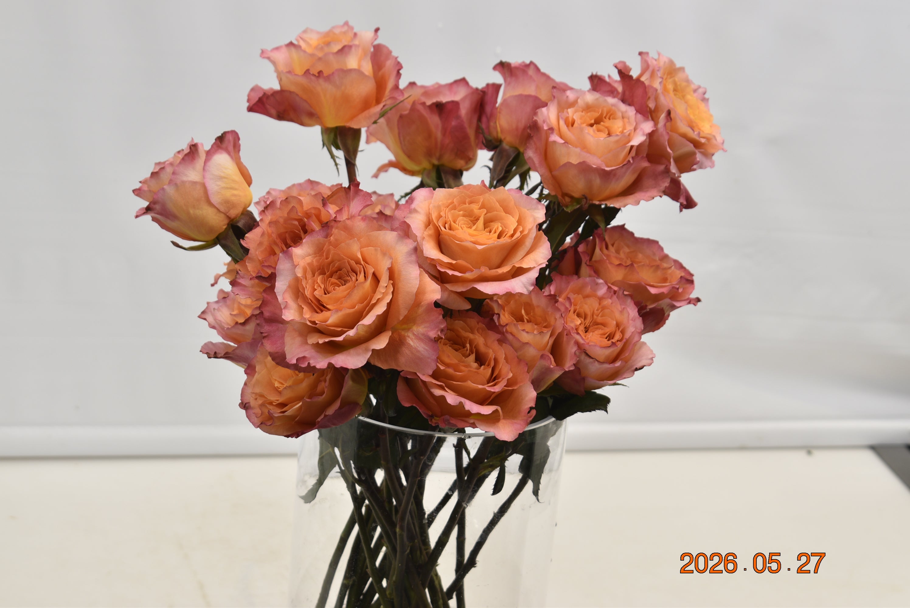 Rose Free Spirit Large