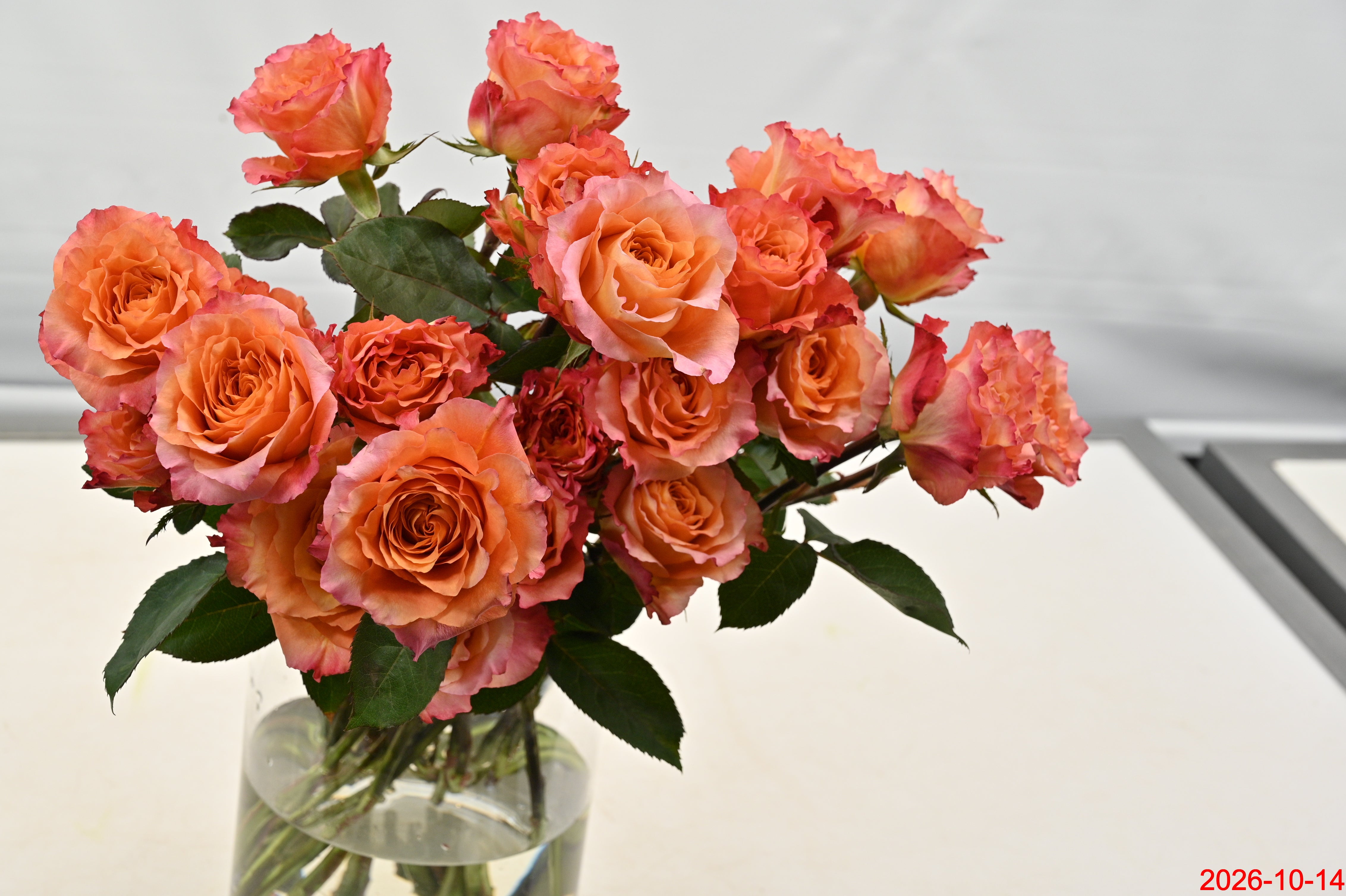 Rose Free Spirit Large