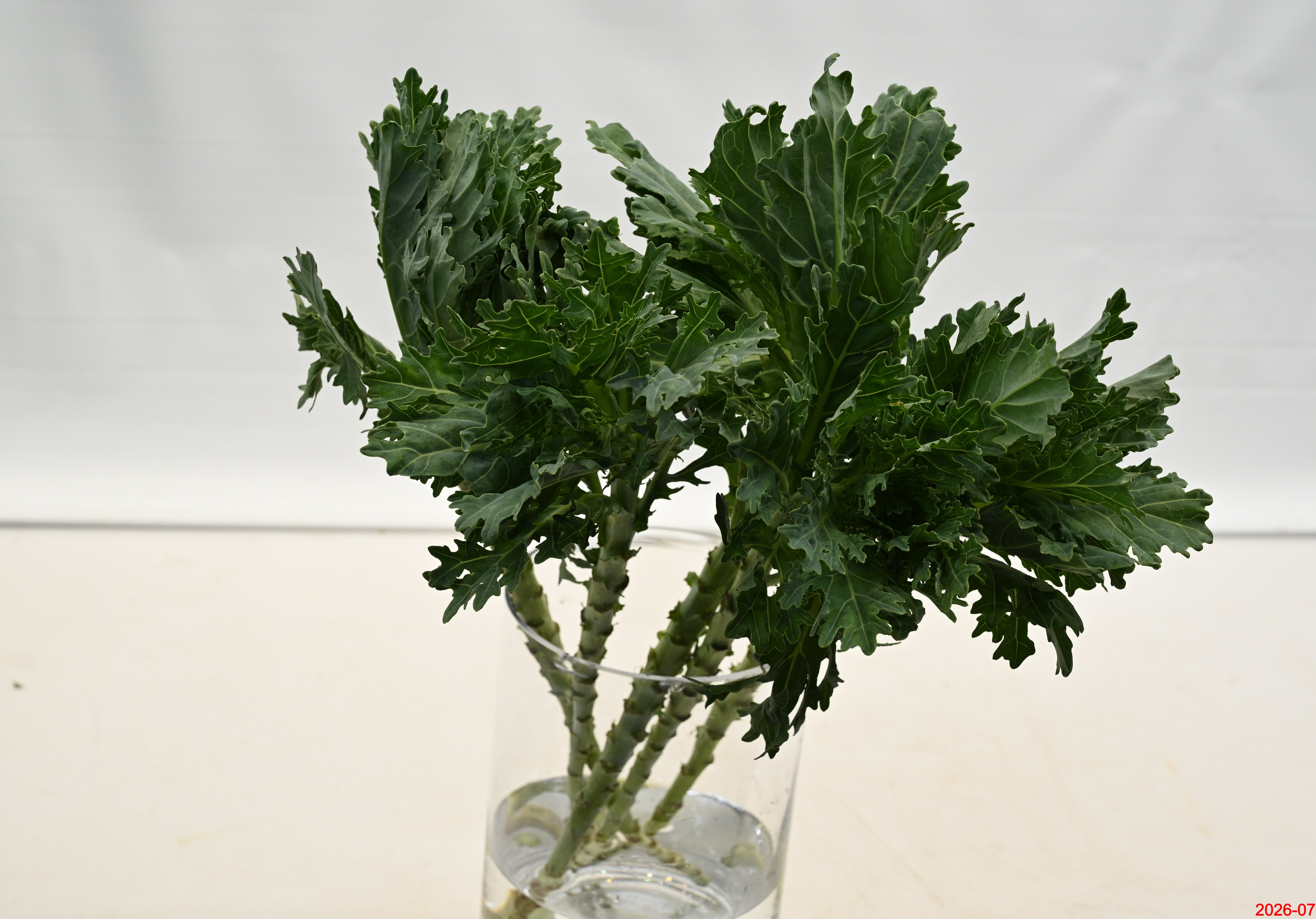 Kale Green Curly Large