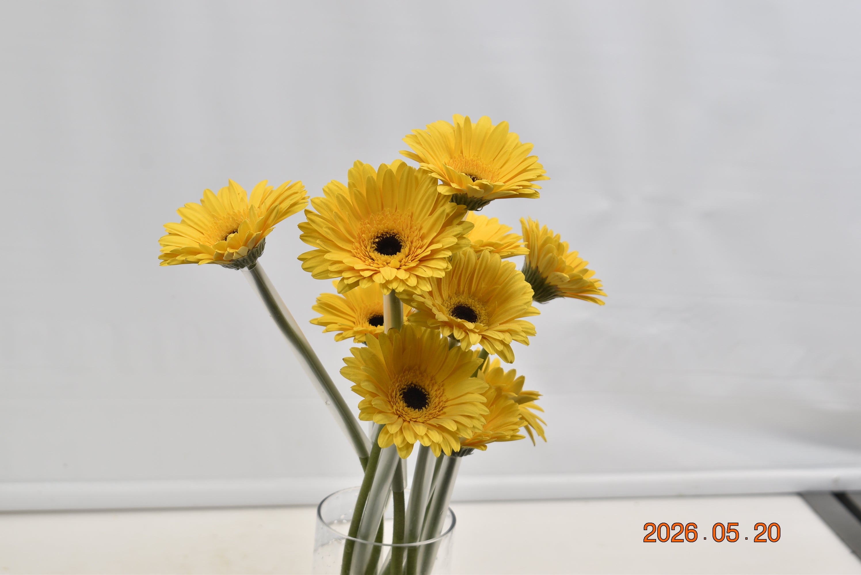 GERBERA MALONE Large