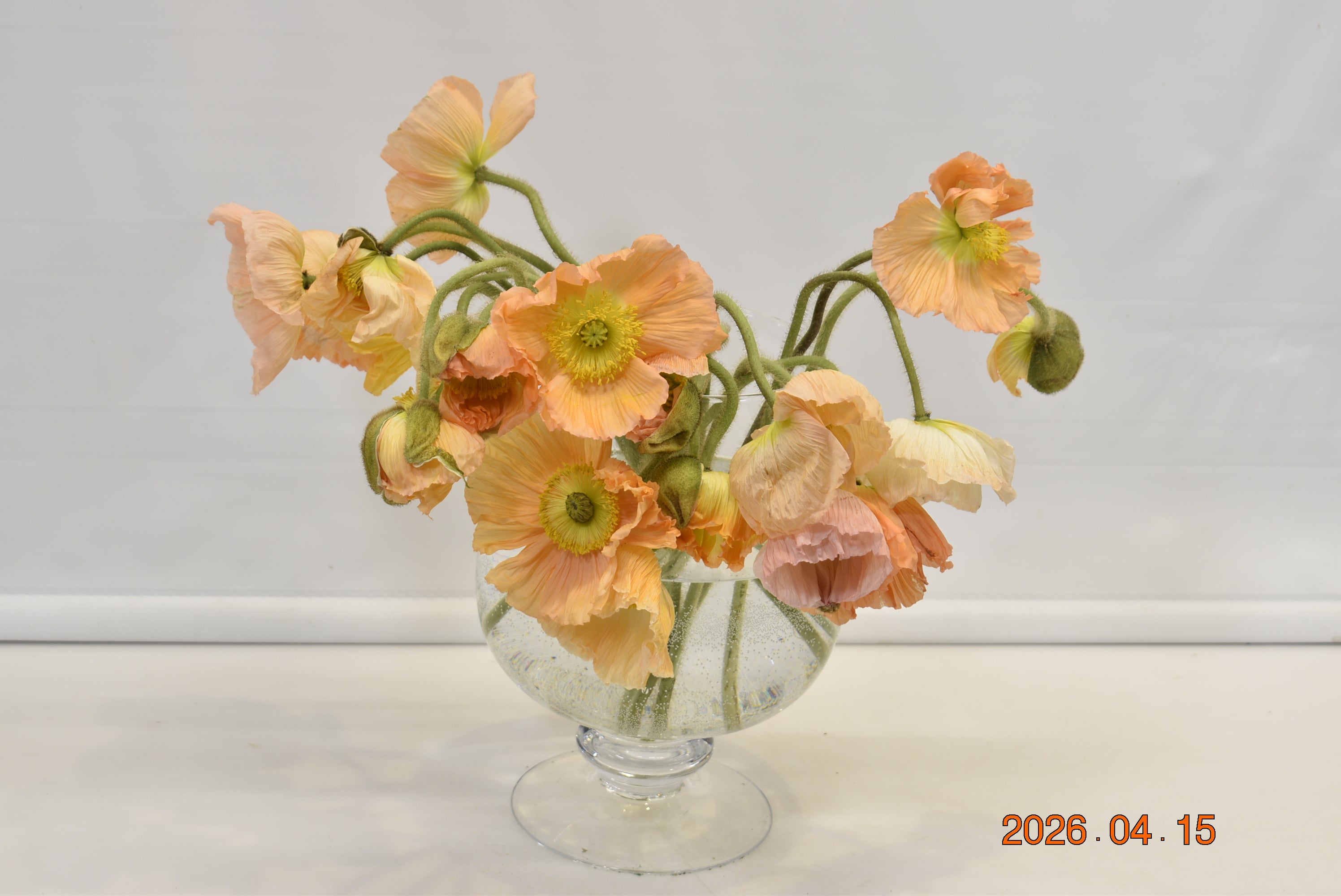 POPPY PIZICATO ASSORTED Large