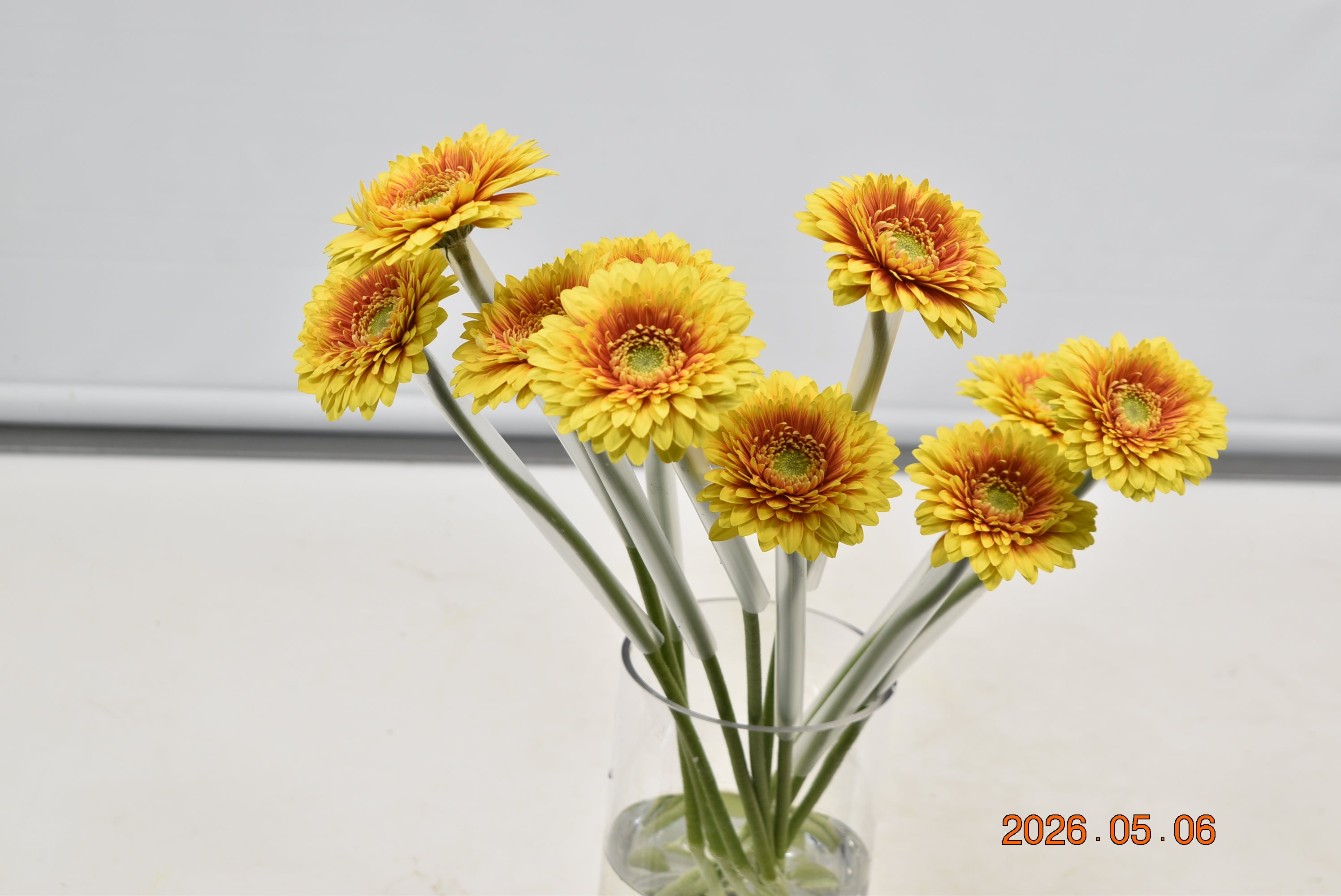 GERBERA MINI FREDDY Large