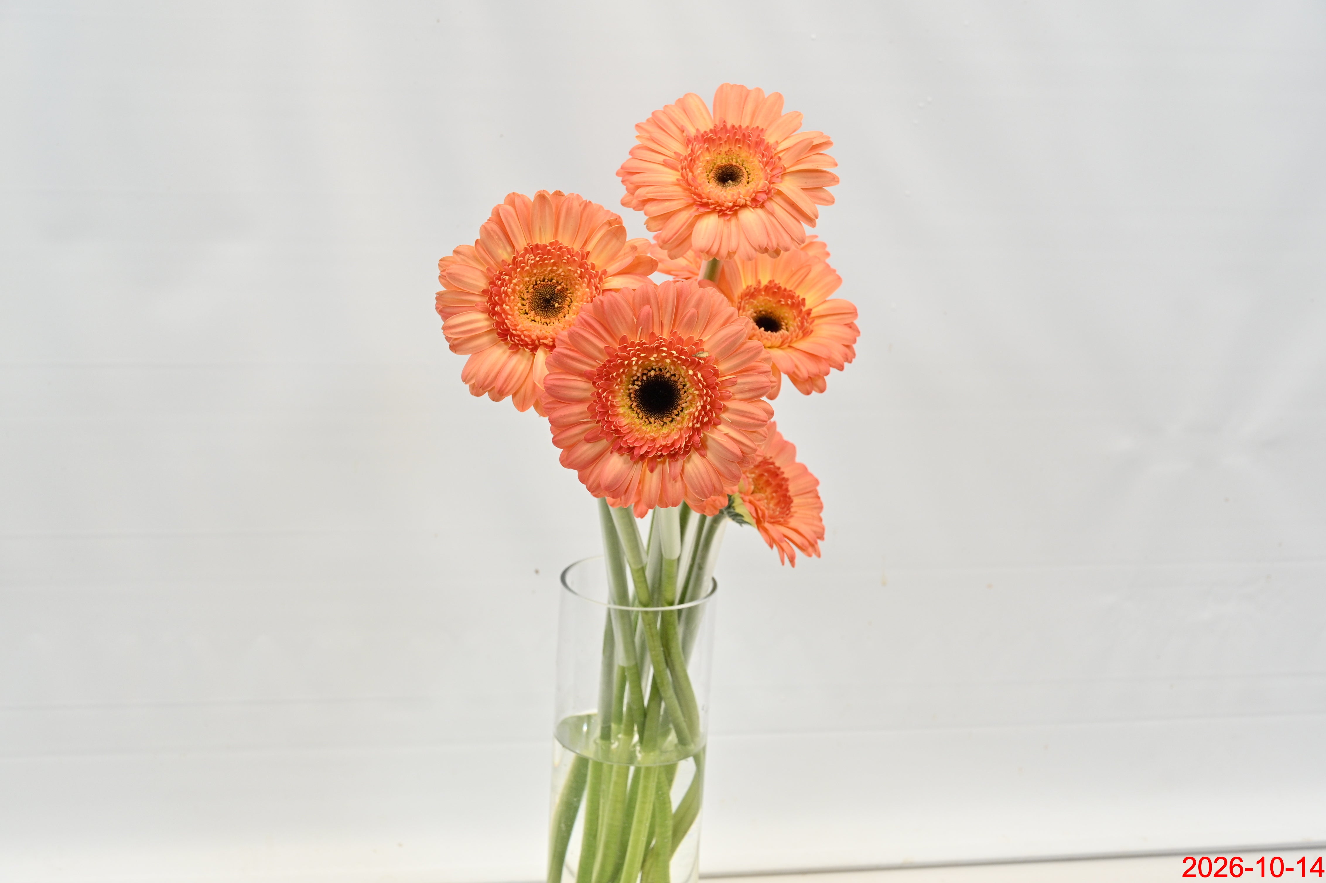 GERBERA DINO Large