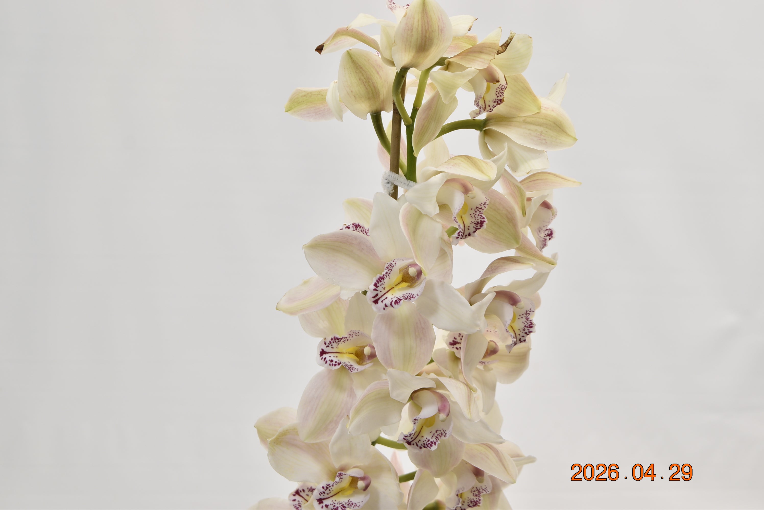 CYMBIDIUM WHITE PER BLOOM Large