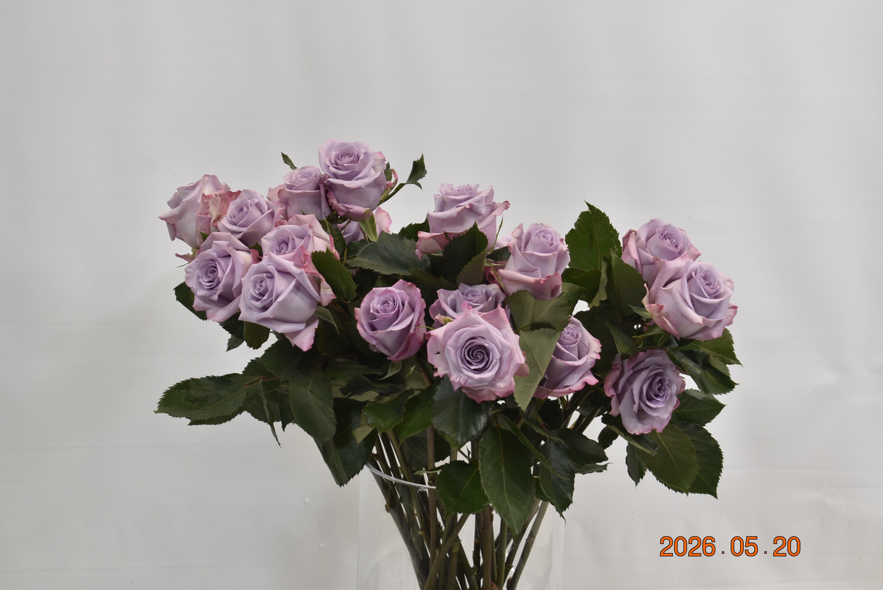 ROSE OCEAN SONG Large