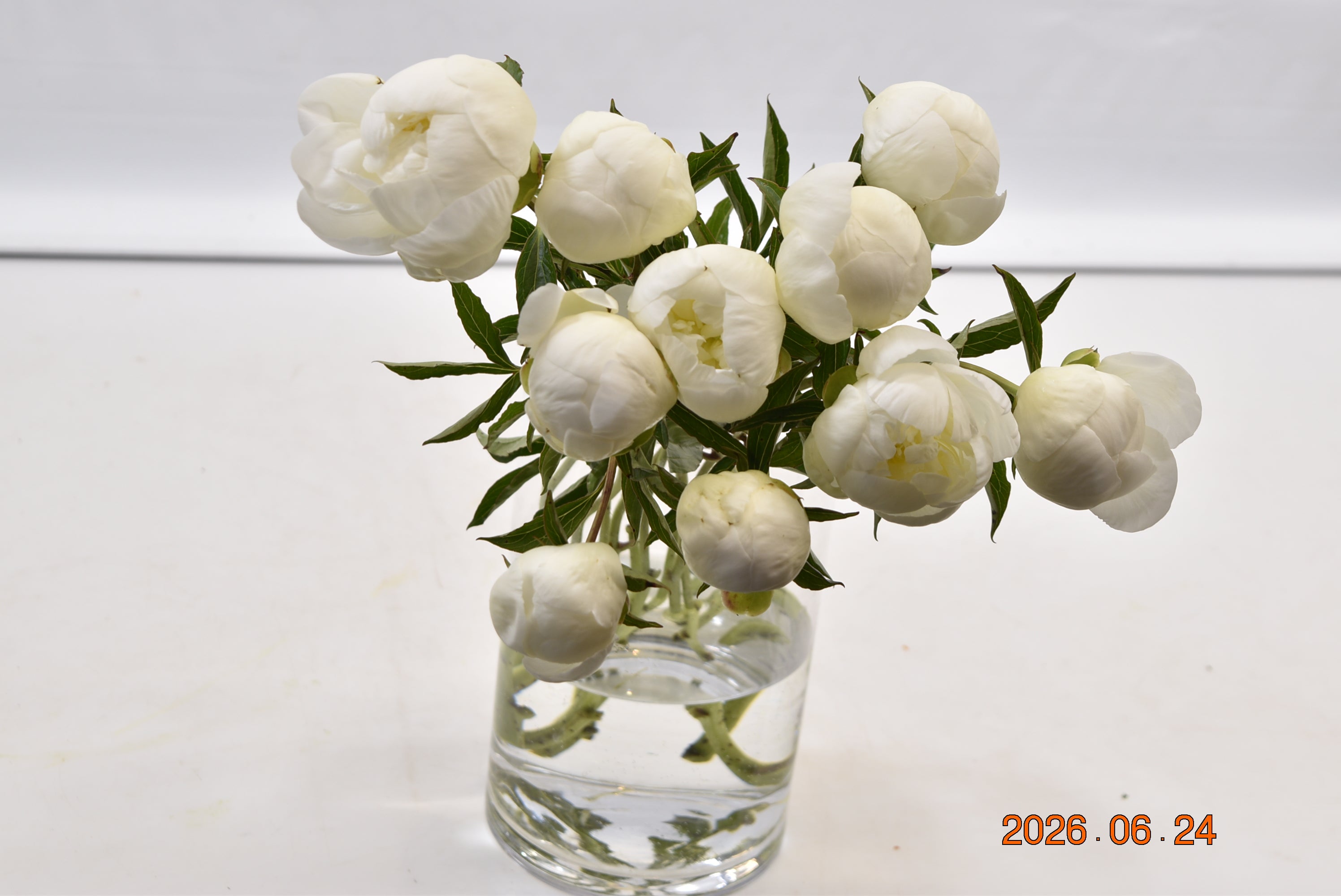 PEONY WHITE Large