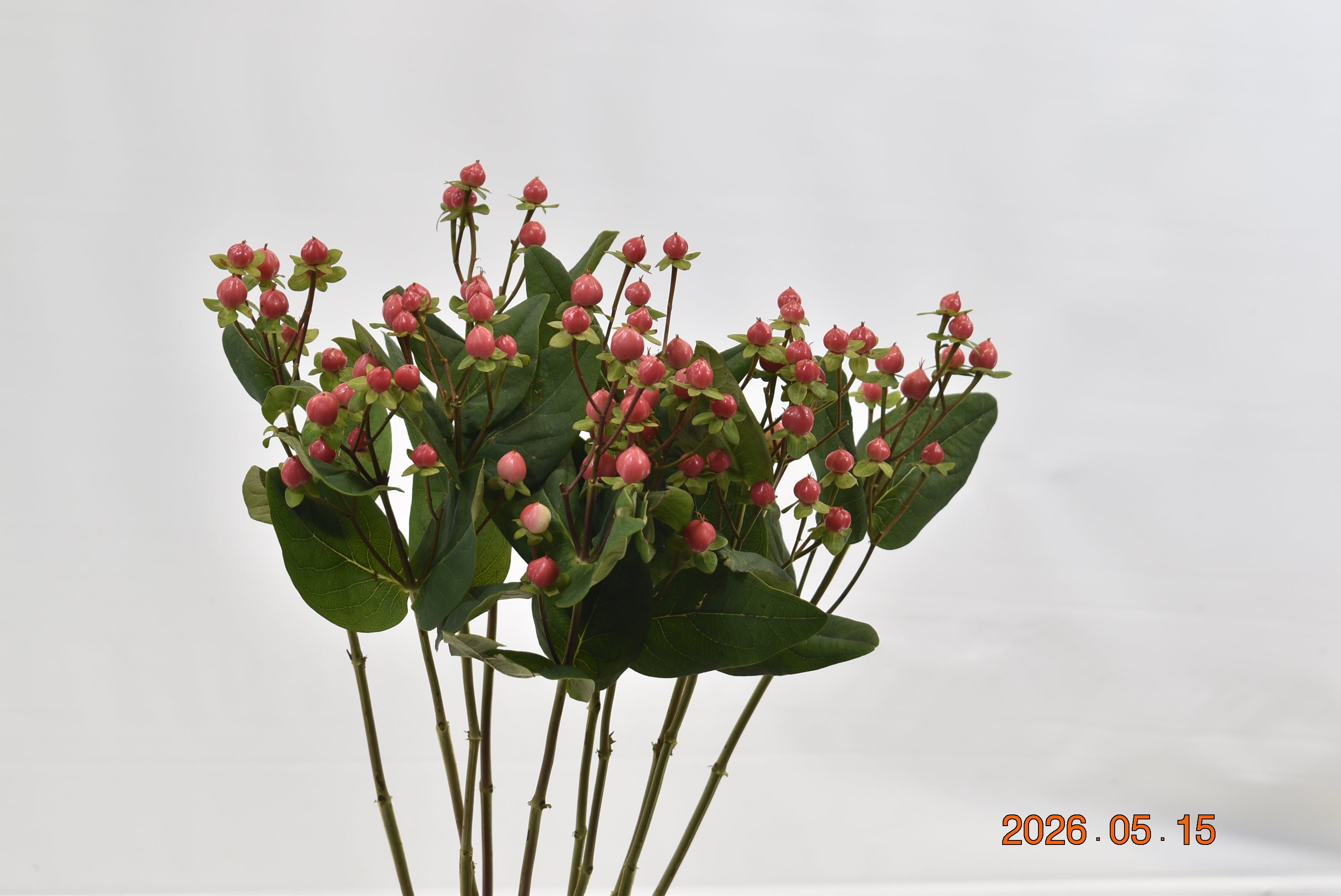 HYPERICUM BLUSHING ROMANCE Large