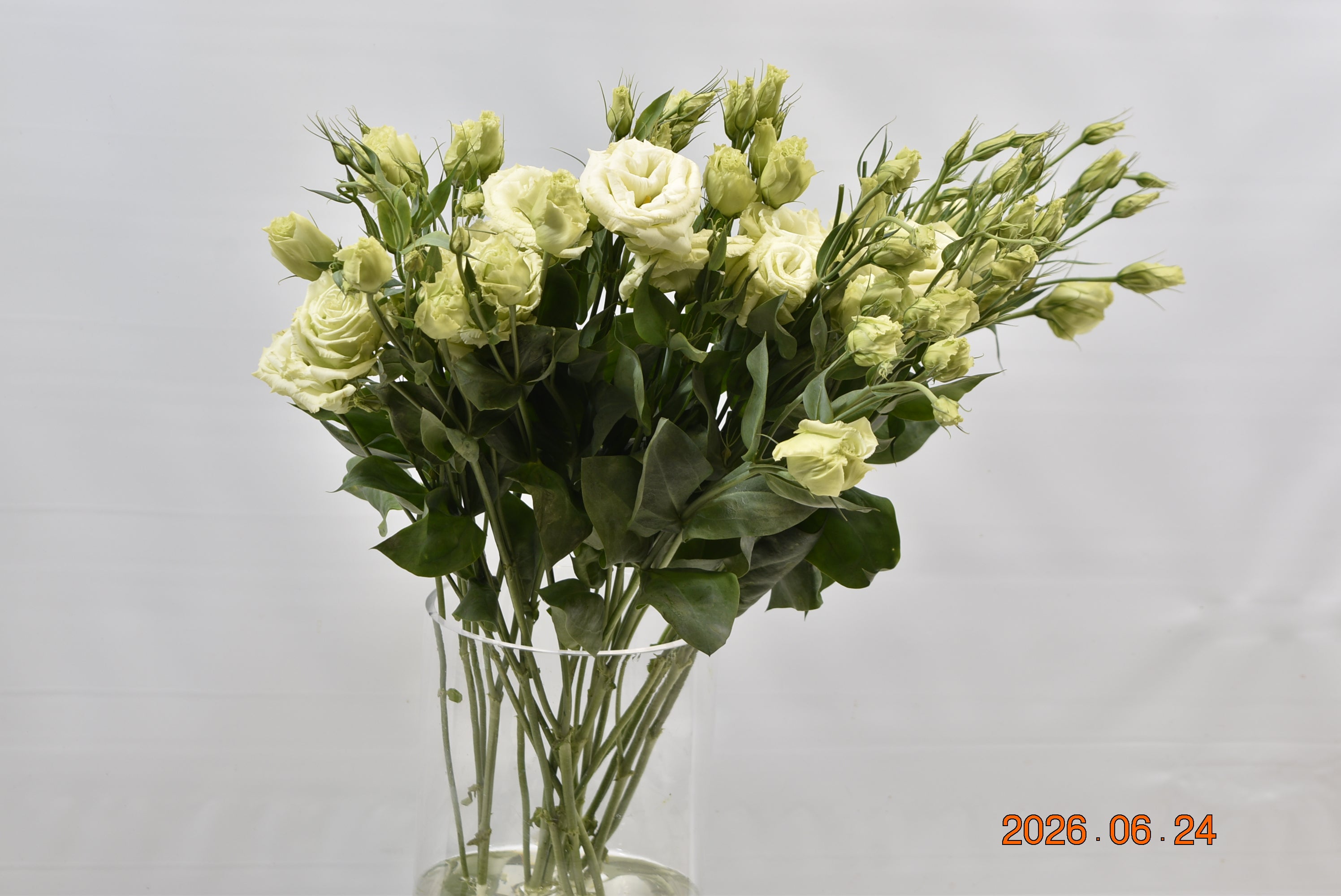 LISIANTHUS DBL GREEN Large