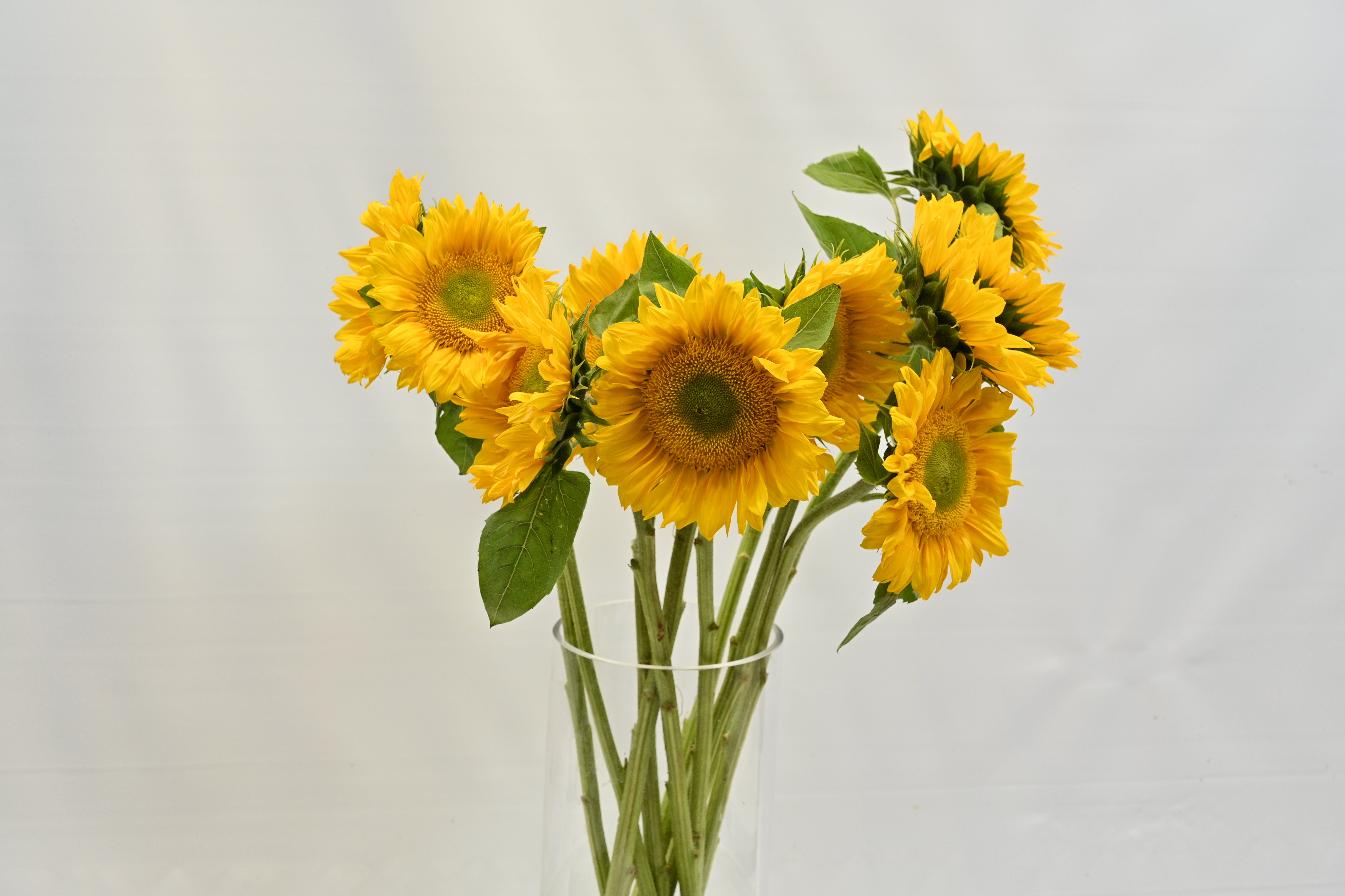 SUNFLOWER ASSORTED Large