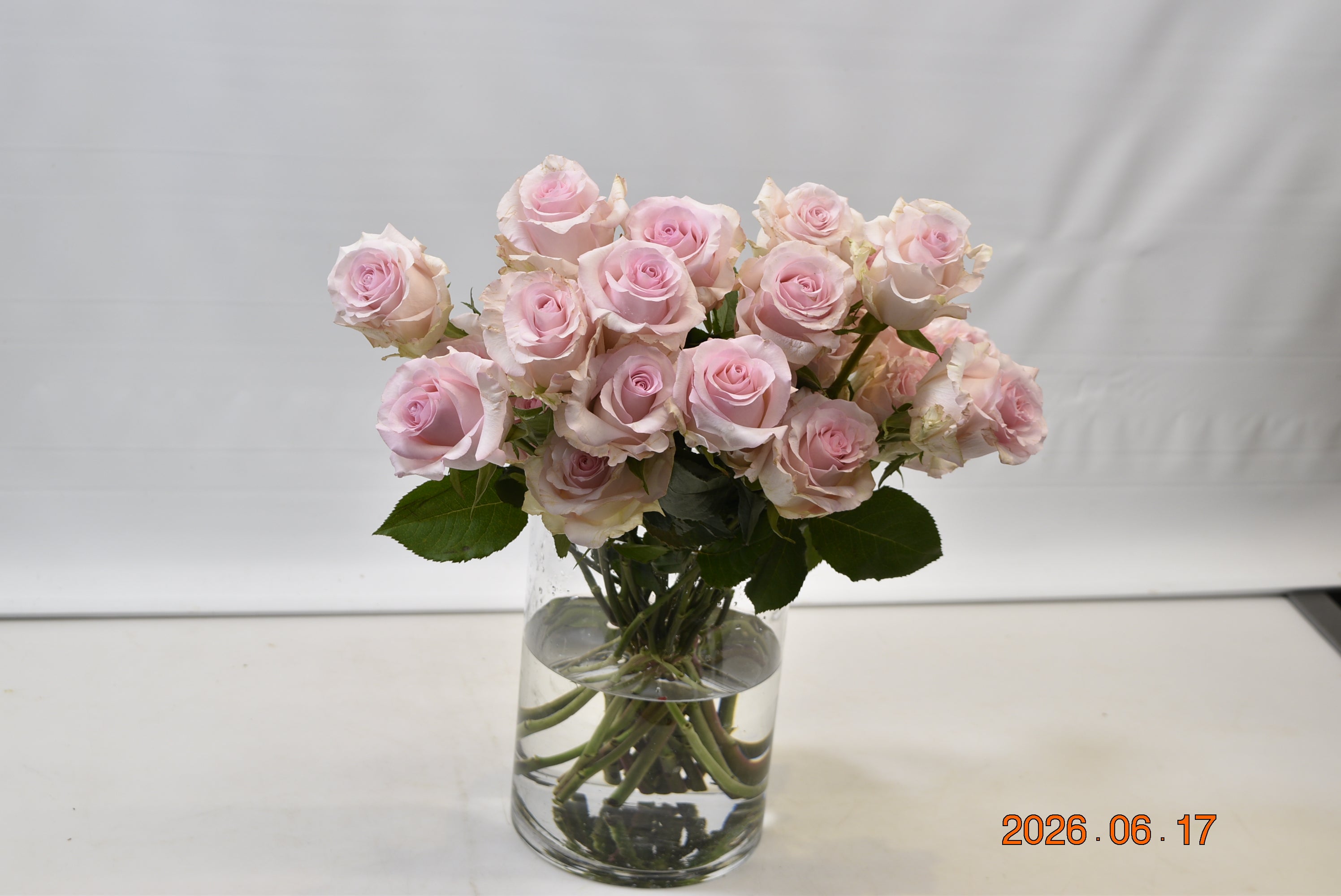 ROSE NENA Large