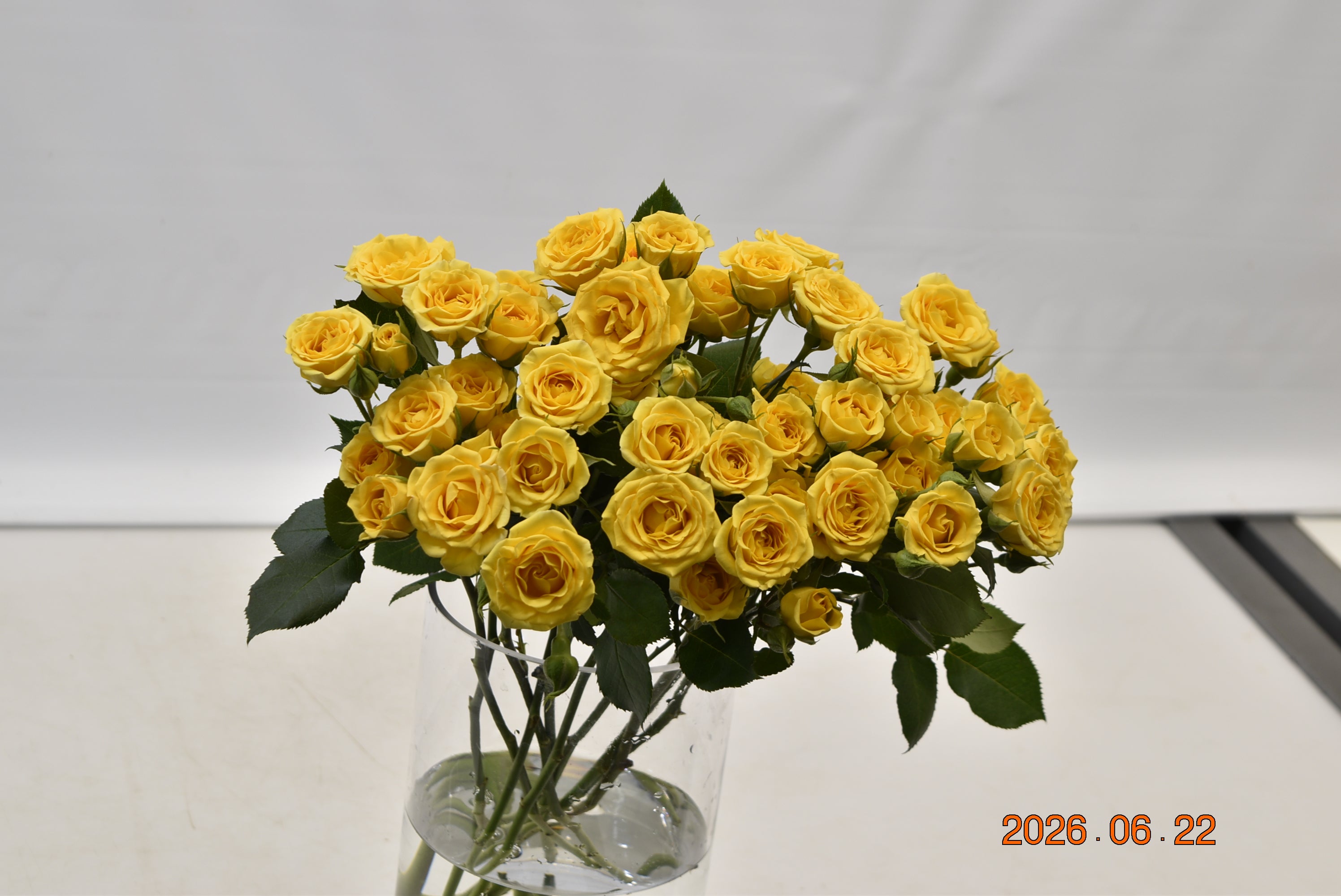 ROSE YELLOW BABE Large