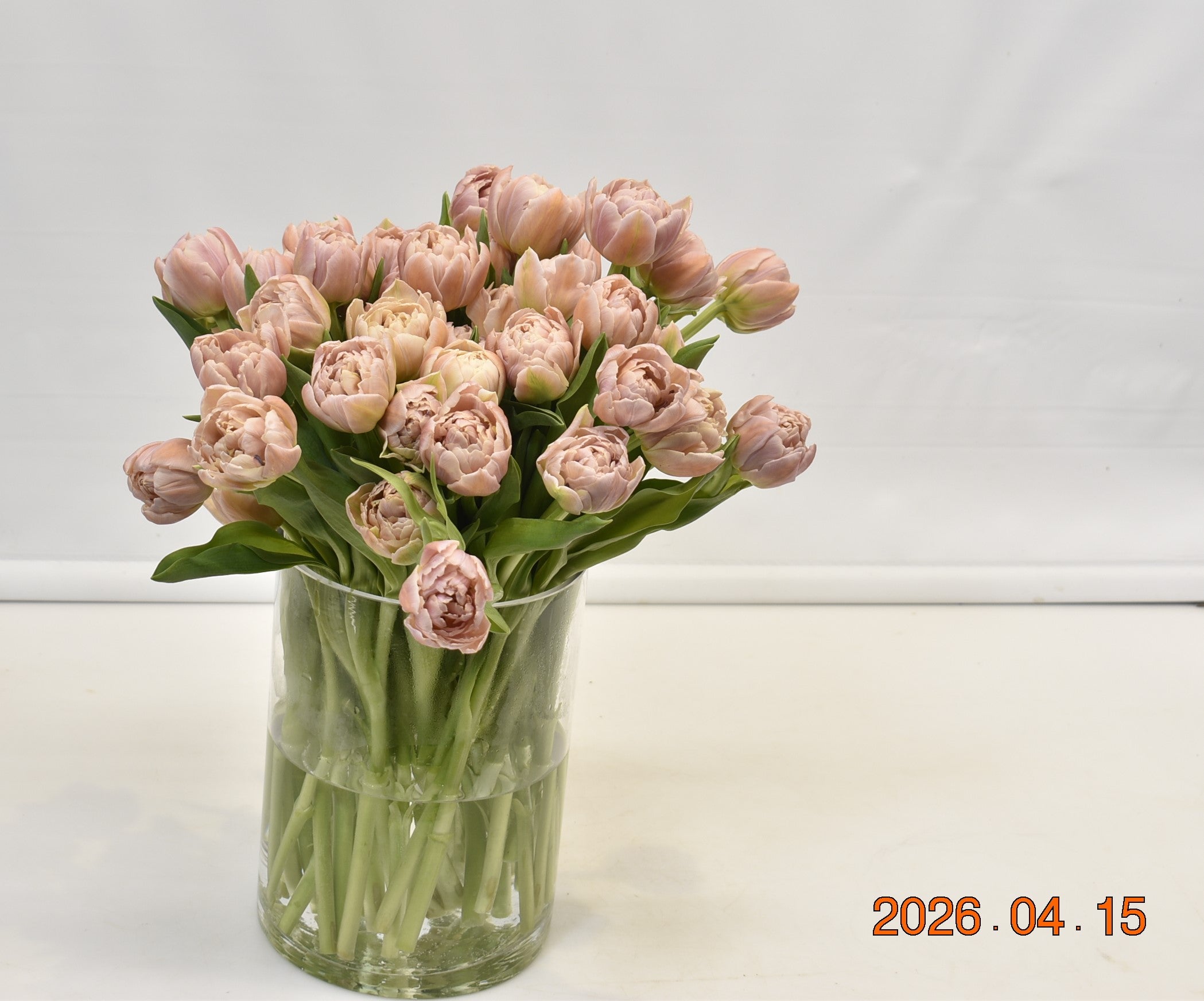 Tulip Double Daphne Large