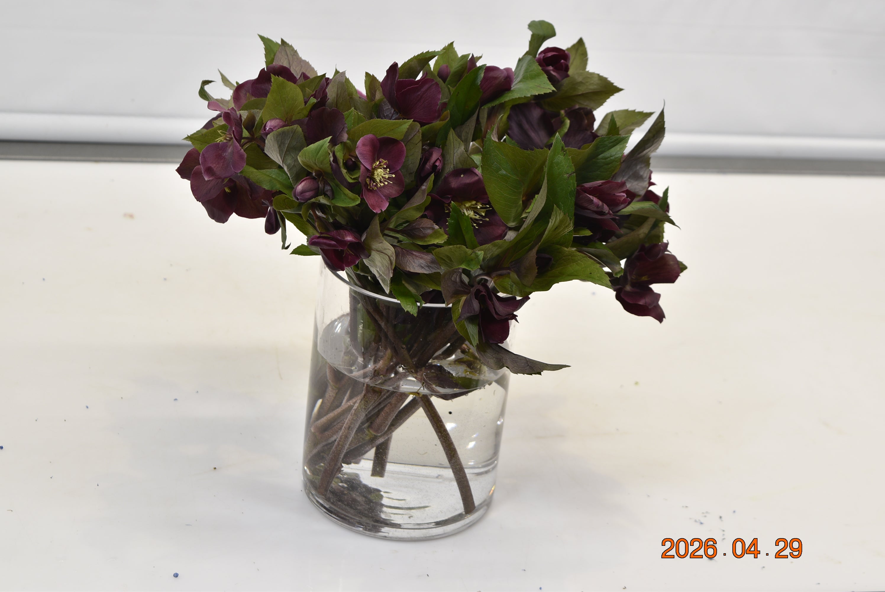 Helleborus Queens Red Large