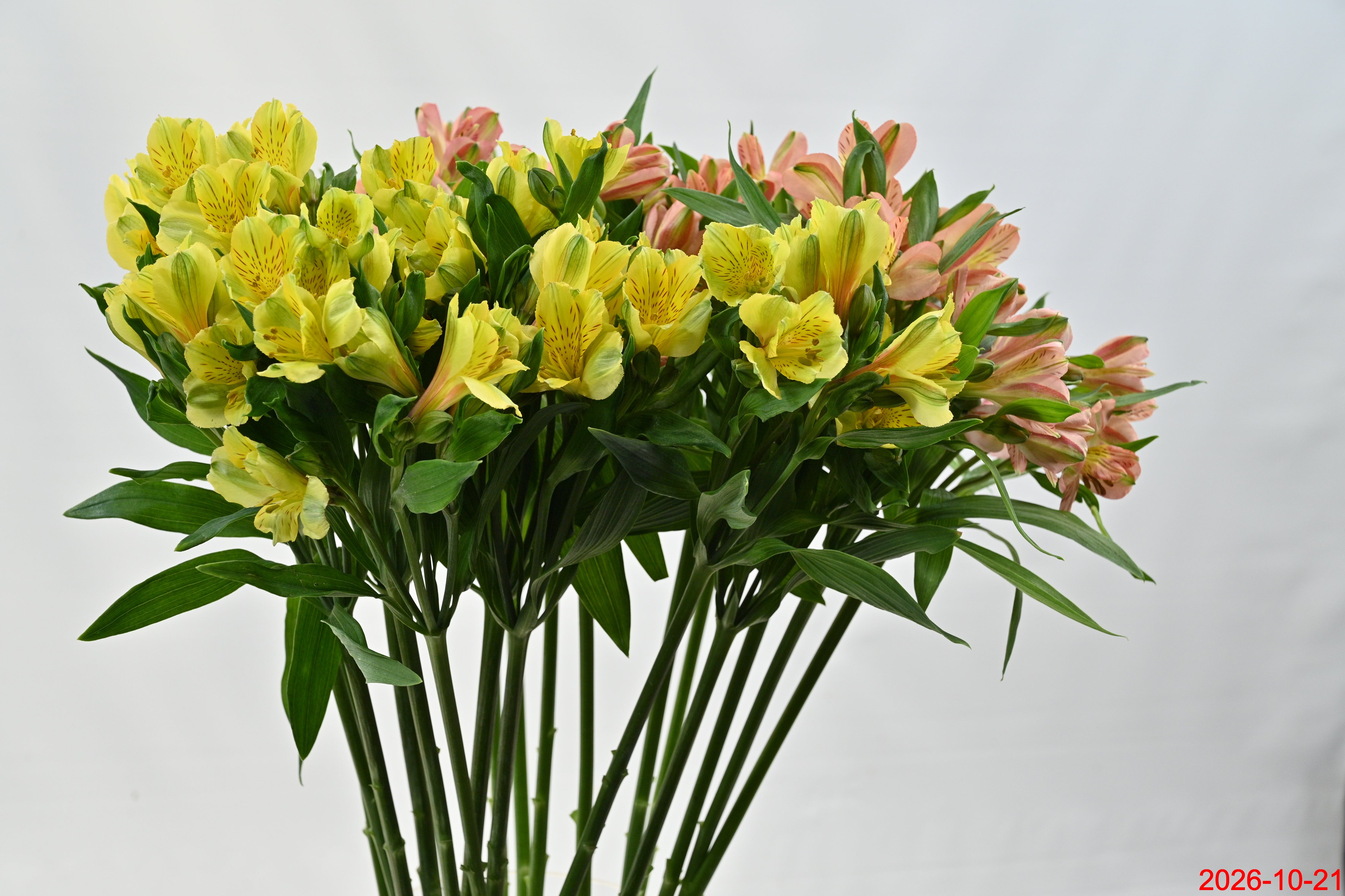 ALSTROEMERIA ASSORTED Large