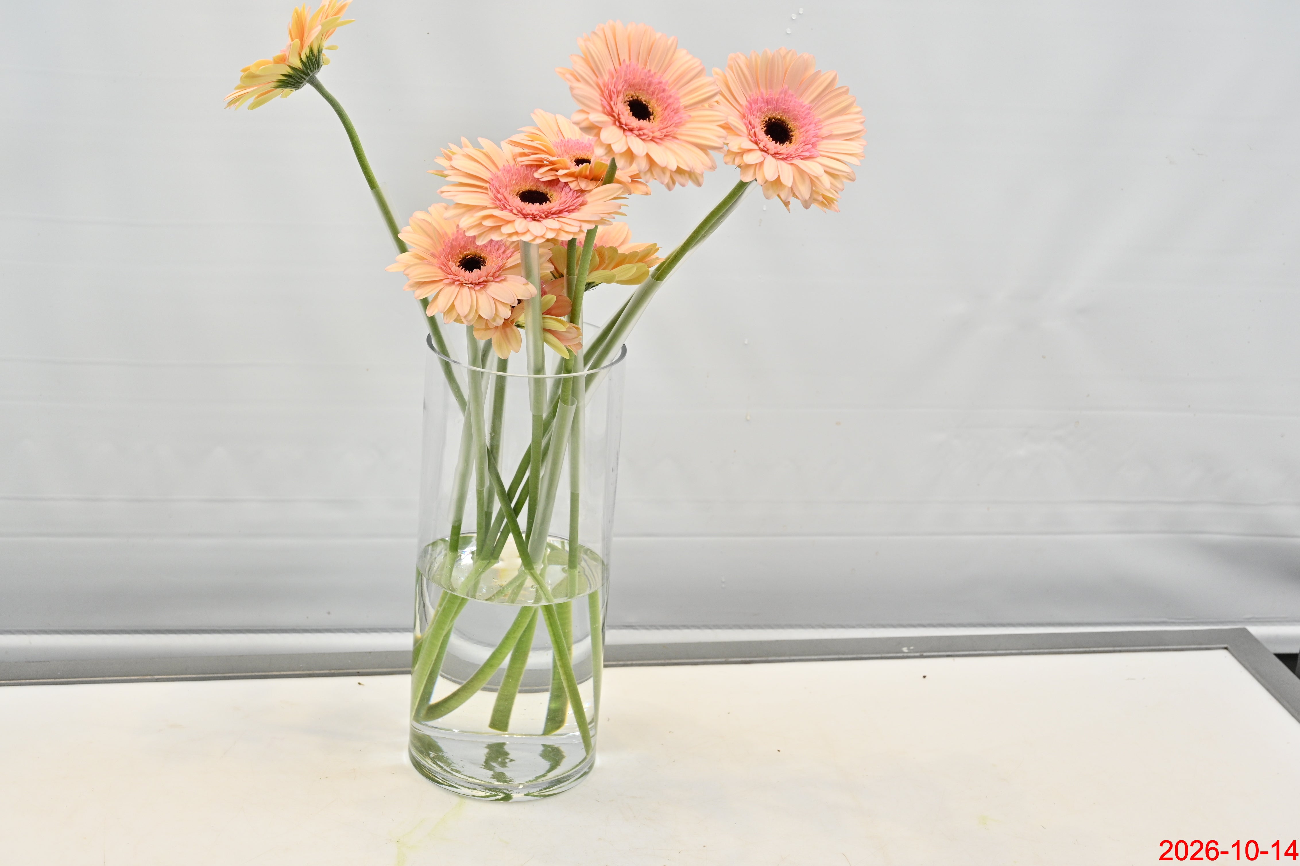 GERBERA ALLIANCE Large