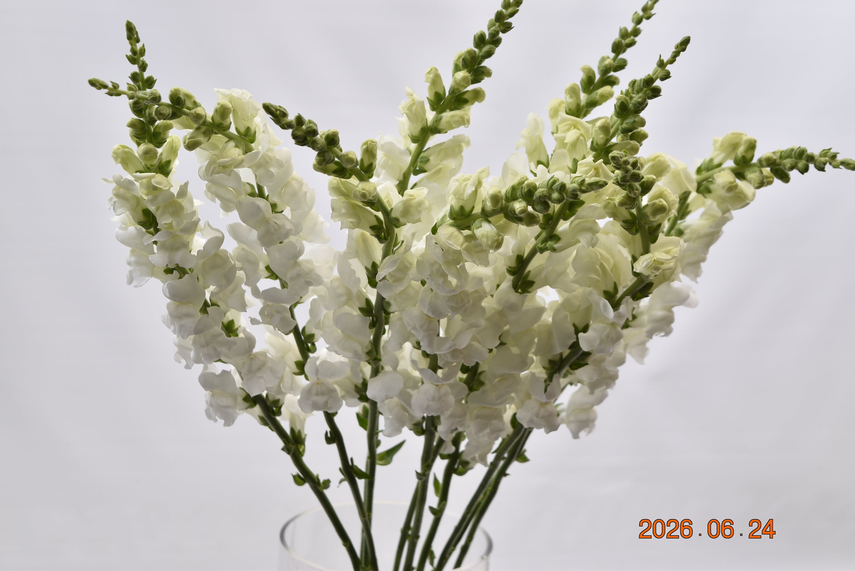 SNAPDRAGON WHITE Large