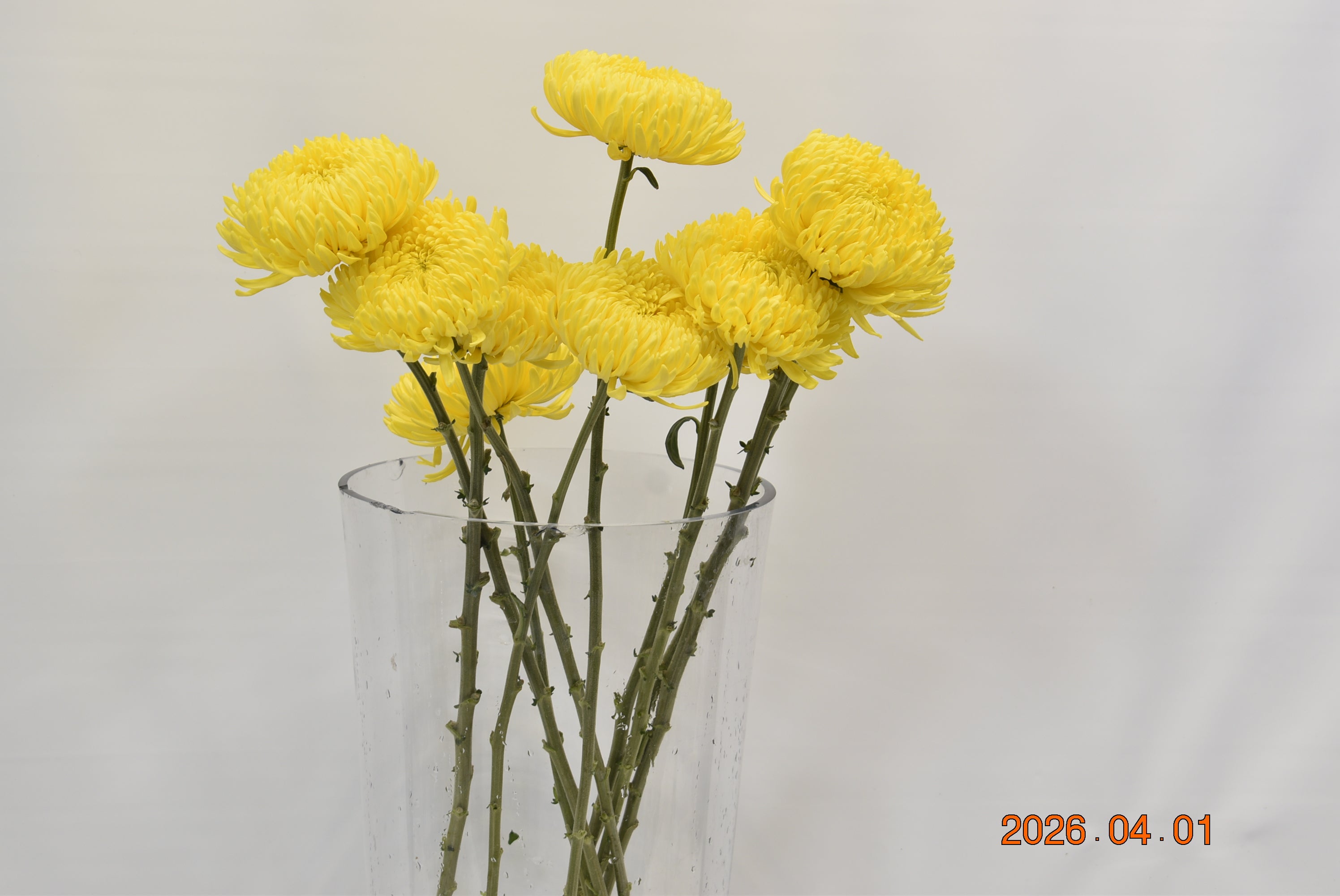 CHRYSANTHEMUM ASTEROID YELLOW Large