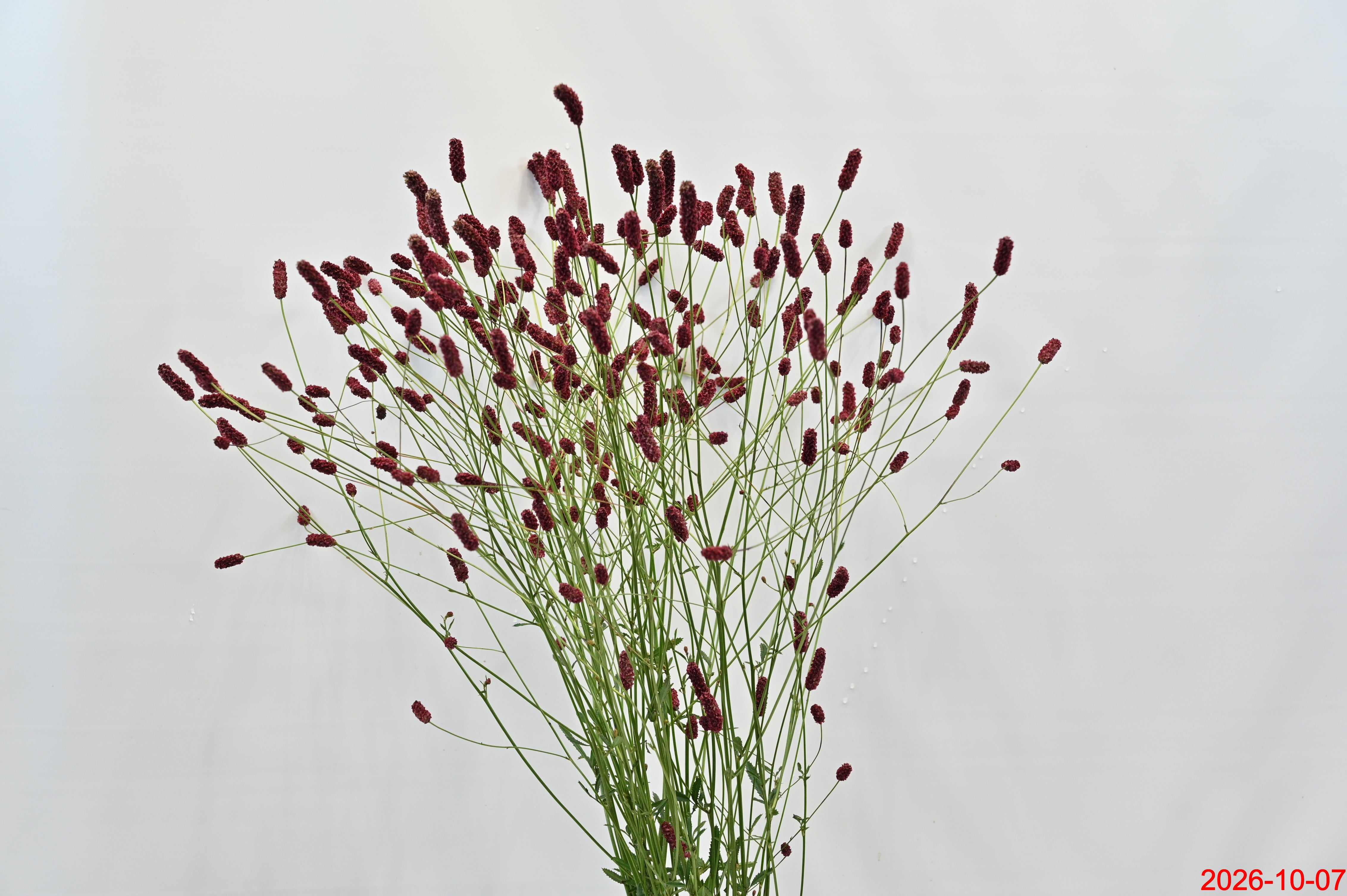 Sanguisorba Arnhem Large