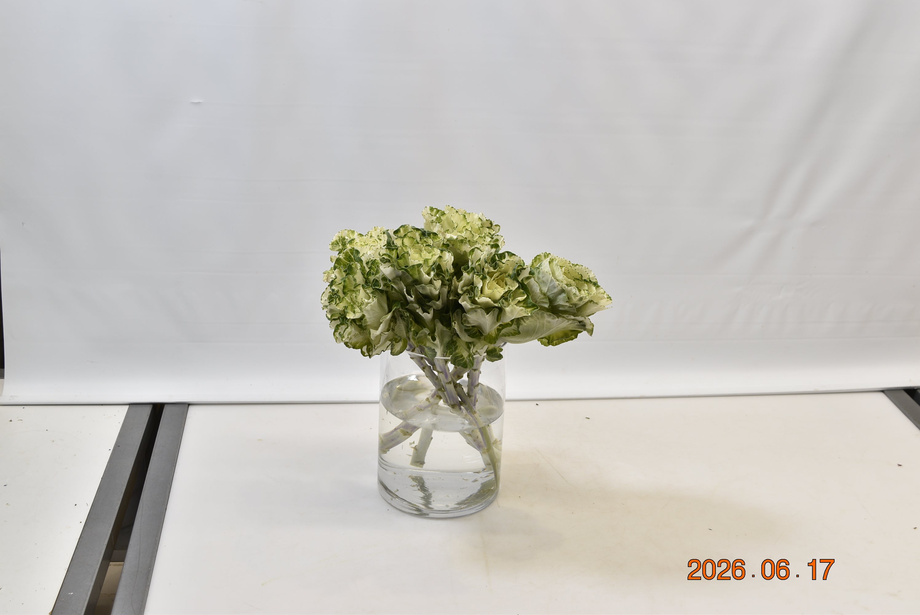 KALE WHITE Large
