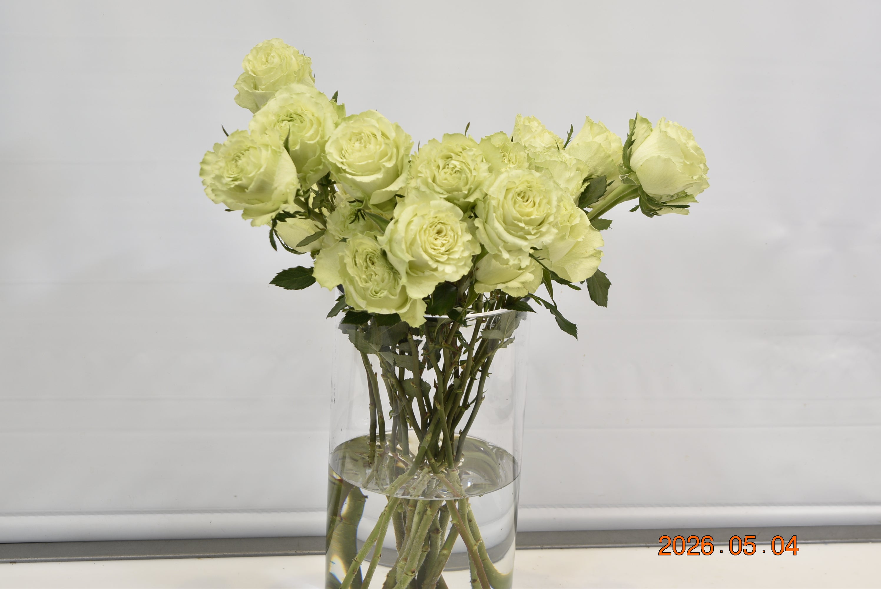 ROSE LEMONADE Large