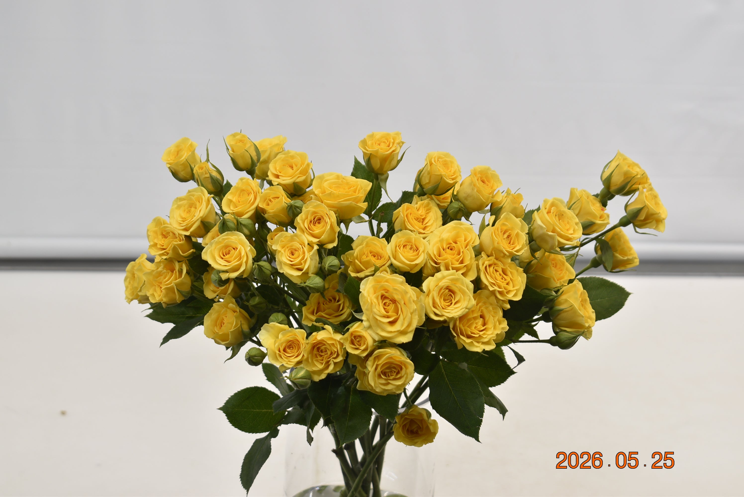ROSE SPRAY YELLOW BABE Large