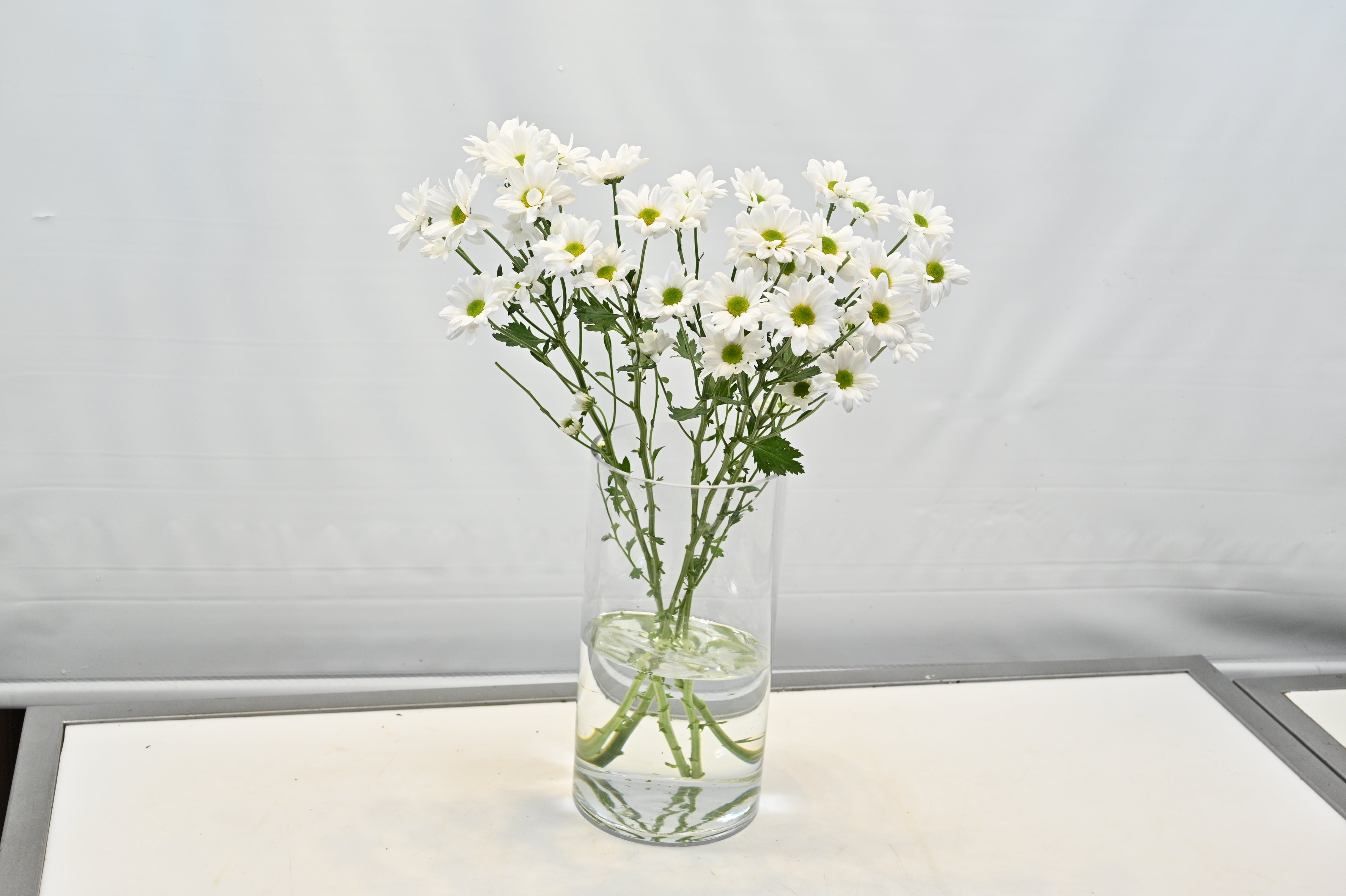 Chrysanthemum White Daisy Large