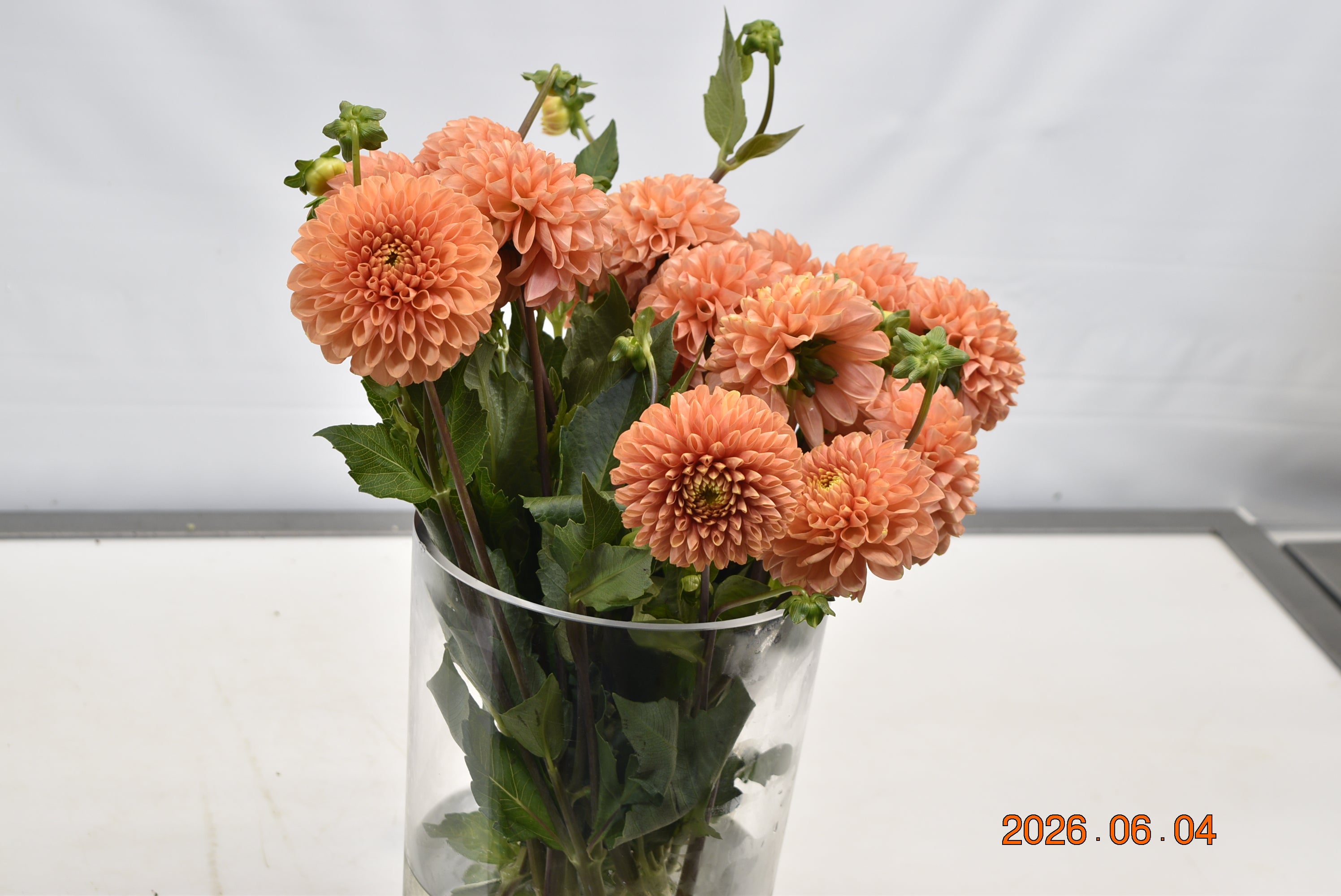 Dahlia Orange Large