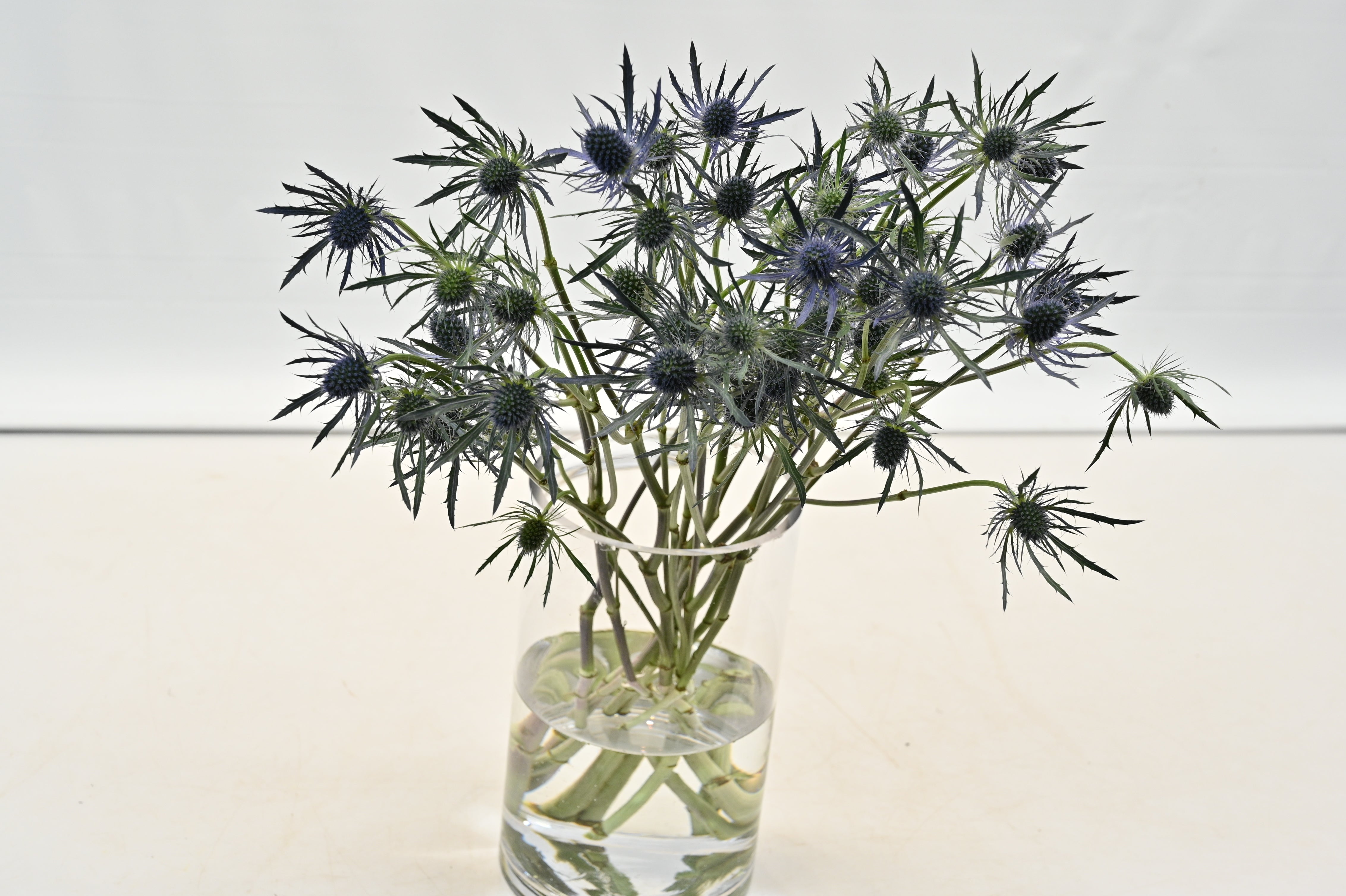 ERYNGIUM BLUE DYNAMITE Large
