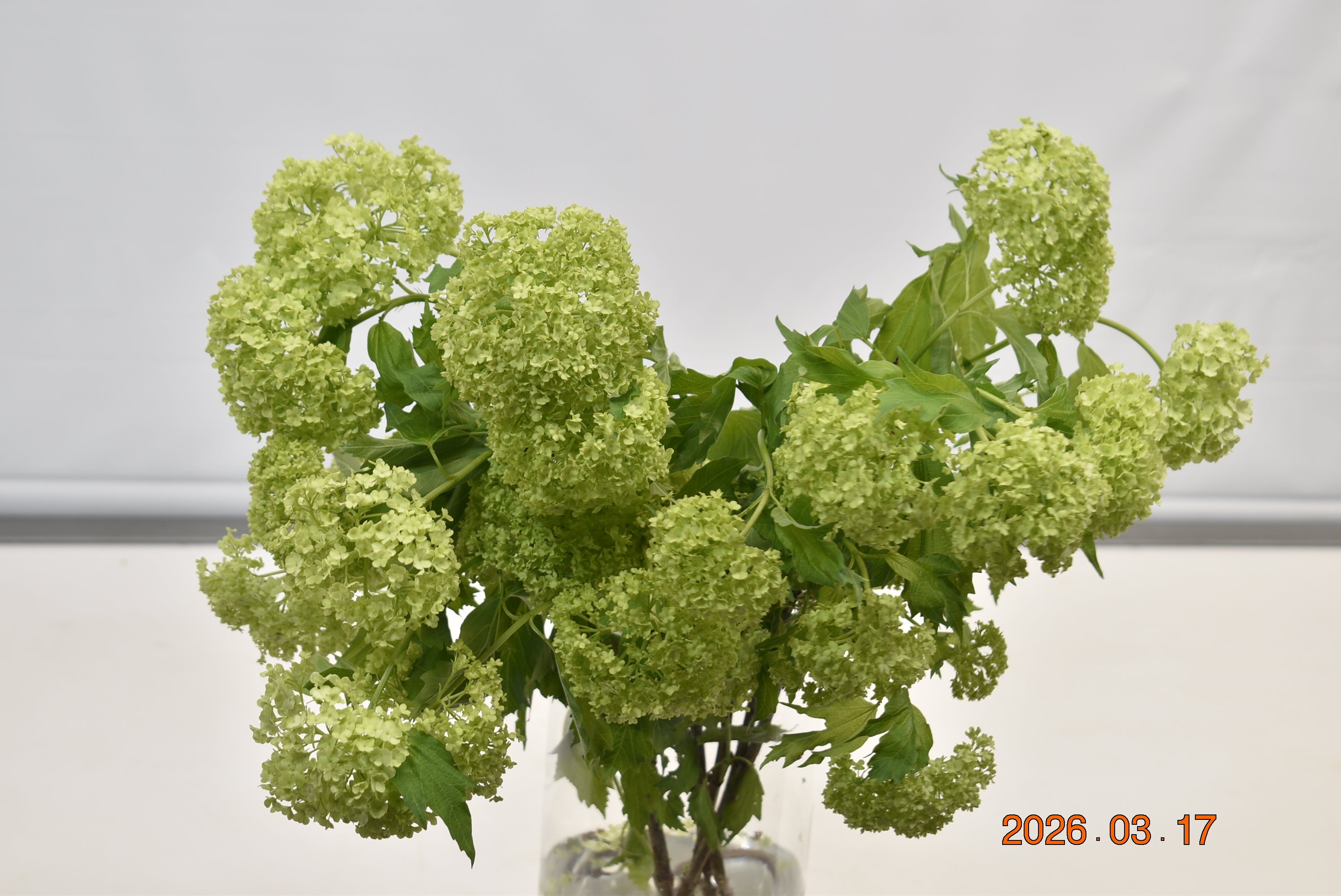 VIBURNUM SNOWBALL Large