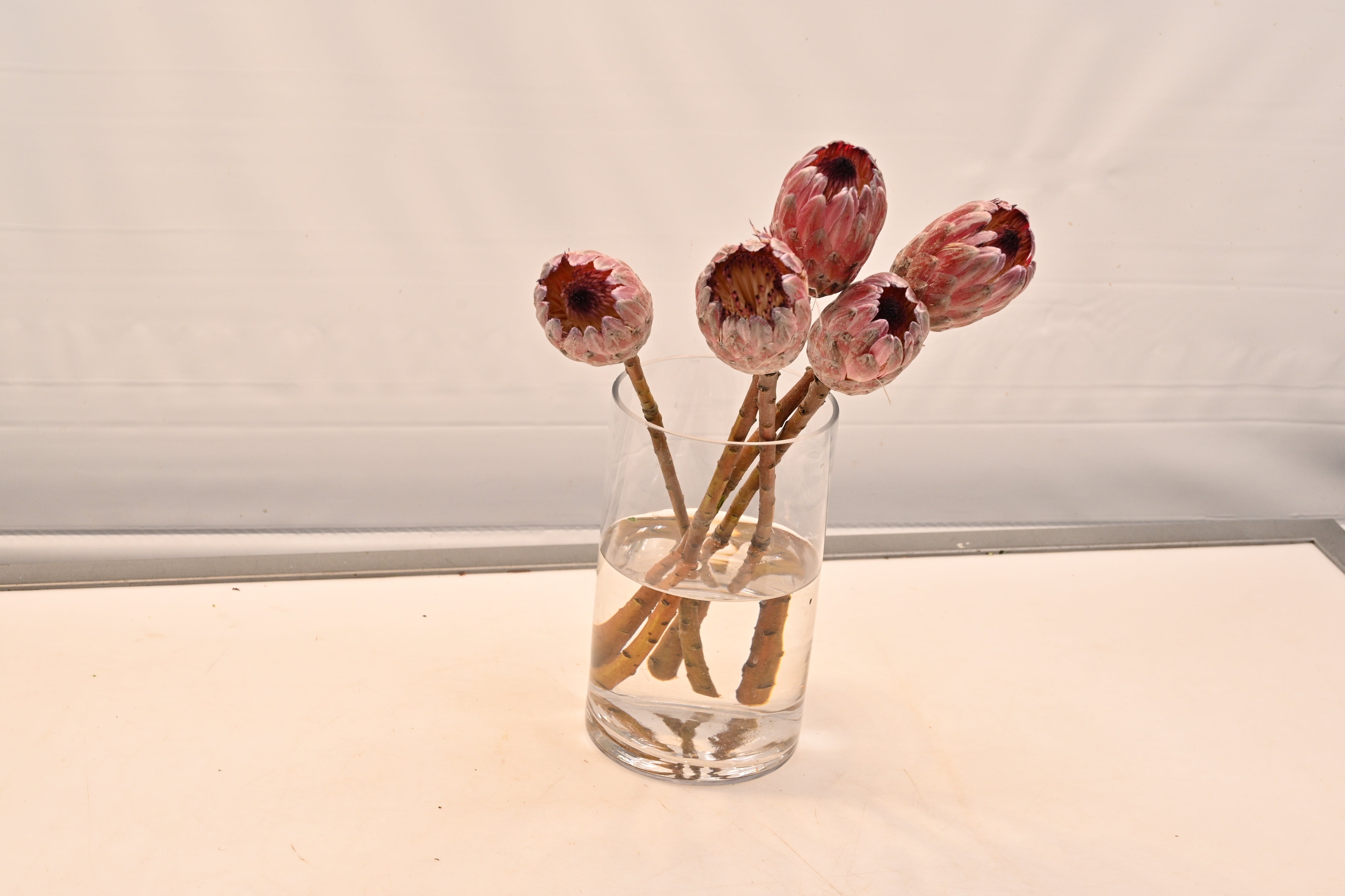 PROTEA PINK ICE Large