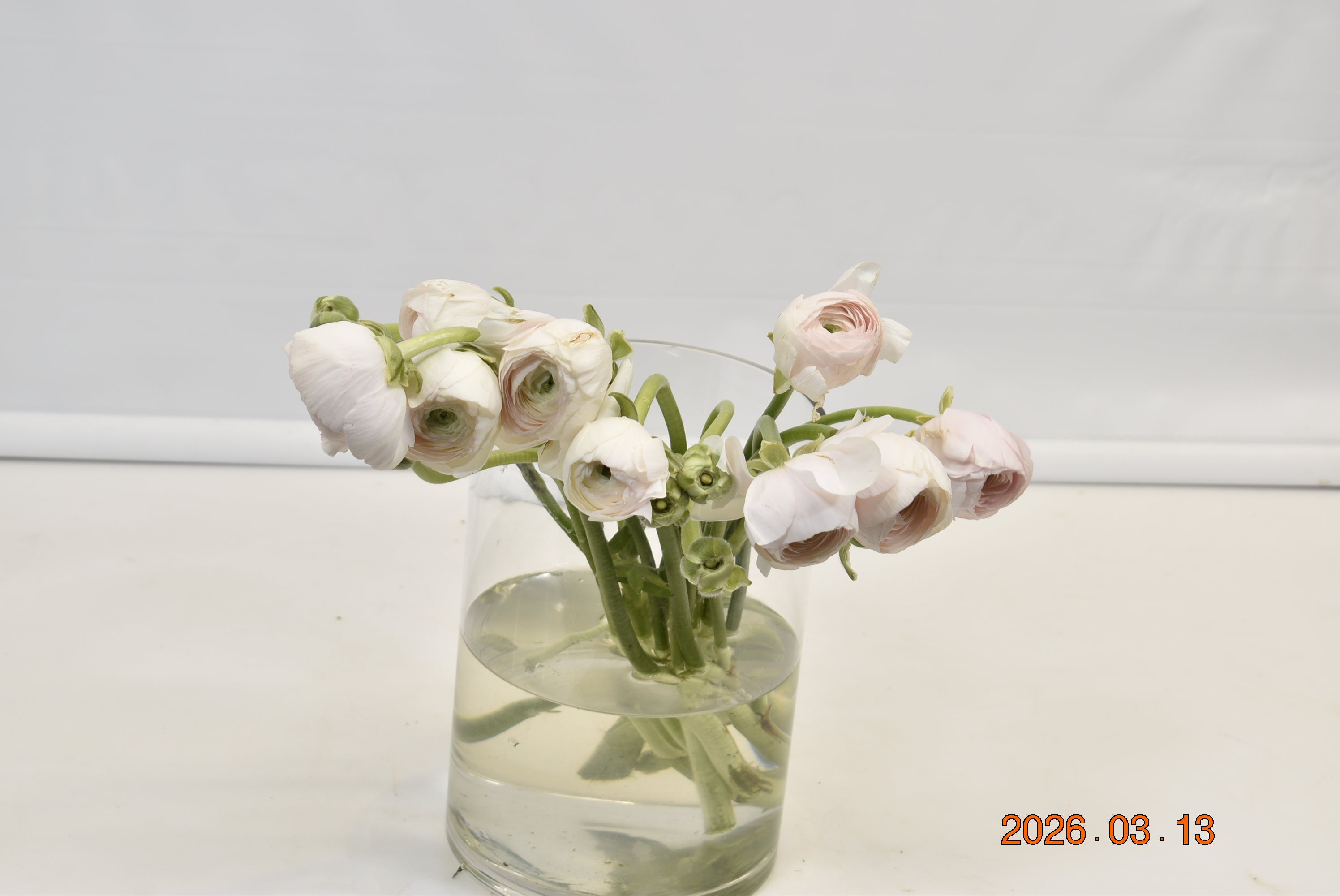 RANUNCULUS CLONI HANOI Large