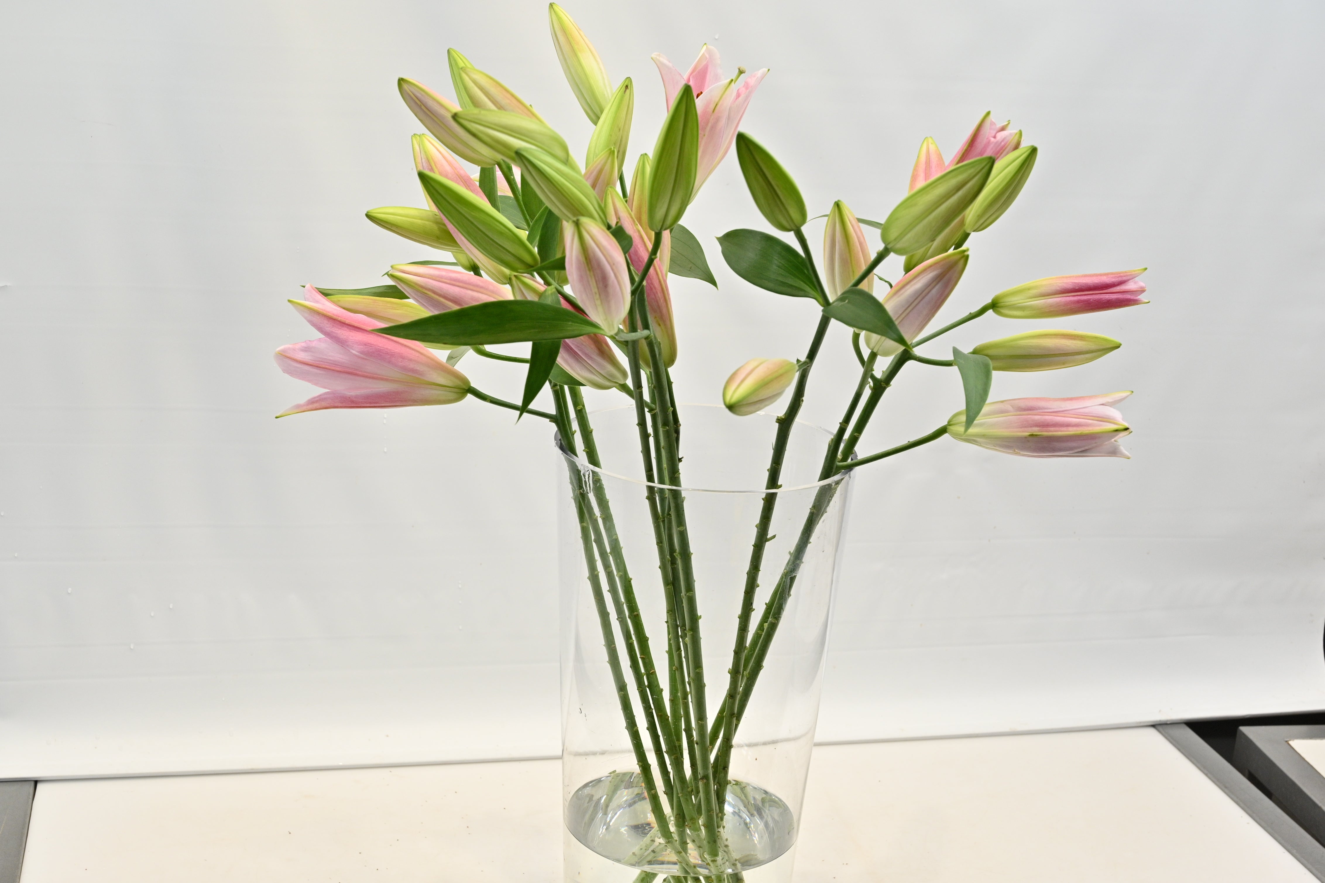 LILY ORIENTAL PINK 2/3 Large