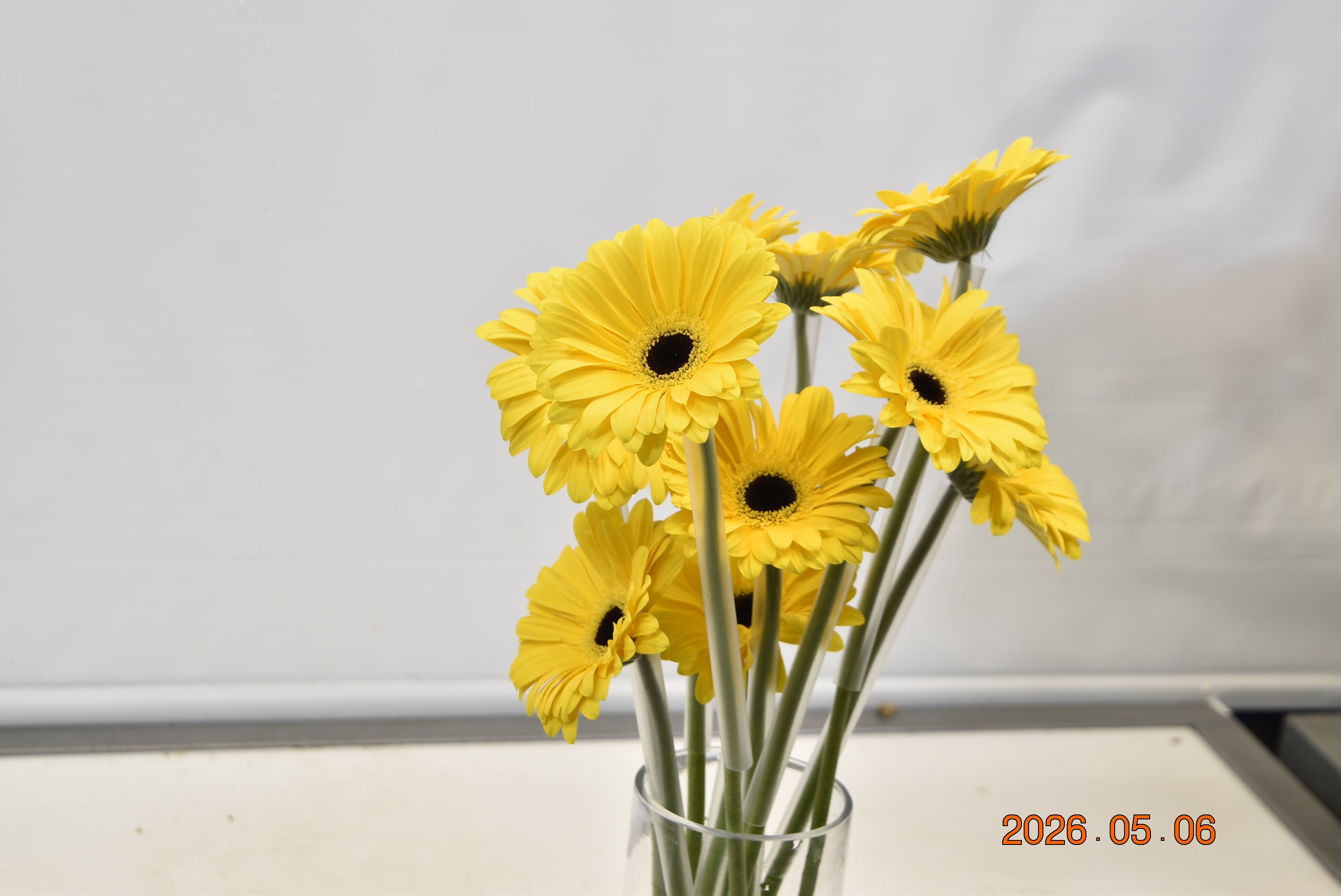 GERBERA OLYMPIC GOLD Large