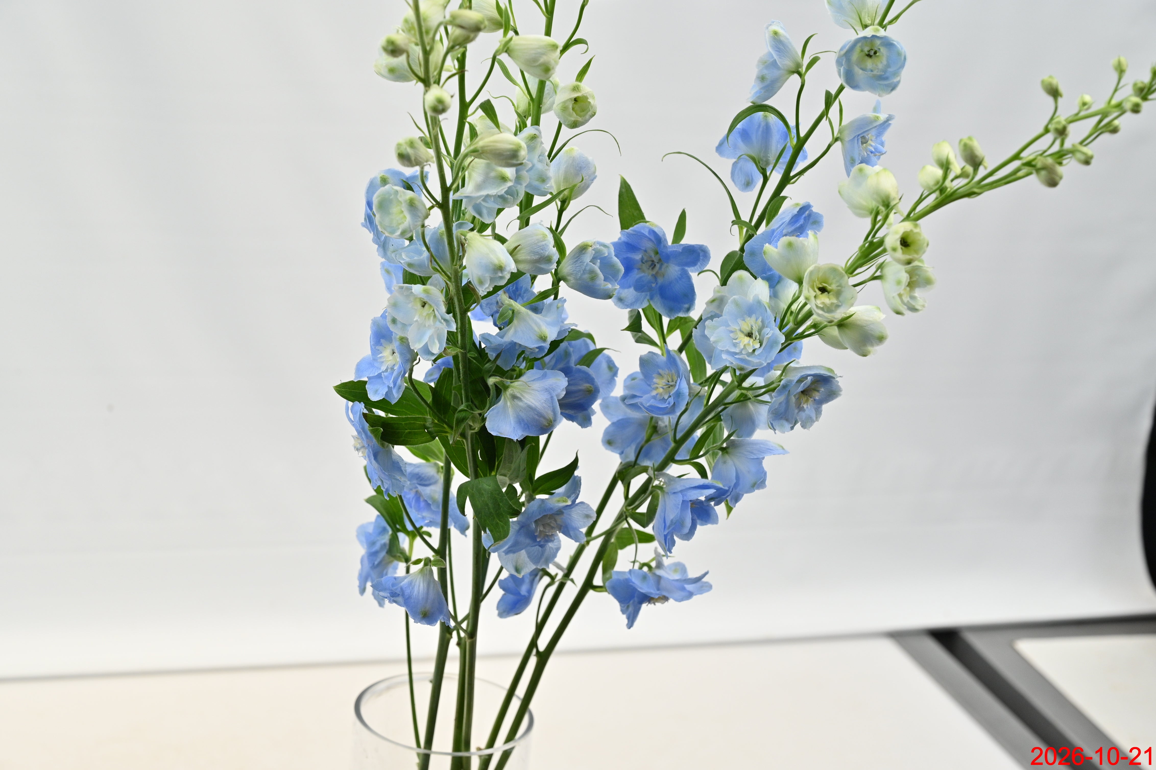 DELPHINIUM PACIFIC MEDIUM ASST Large