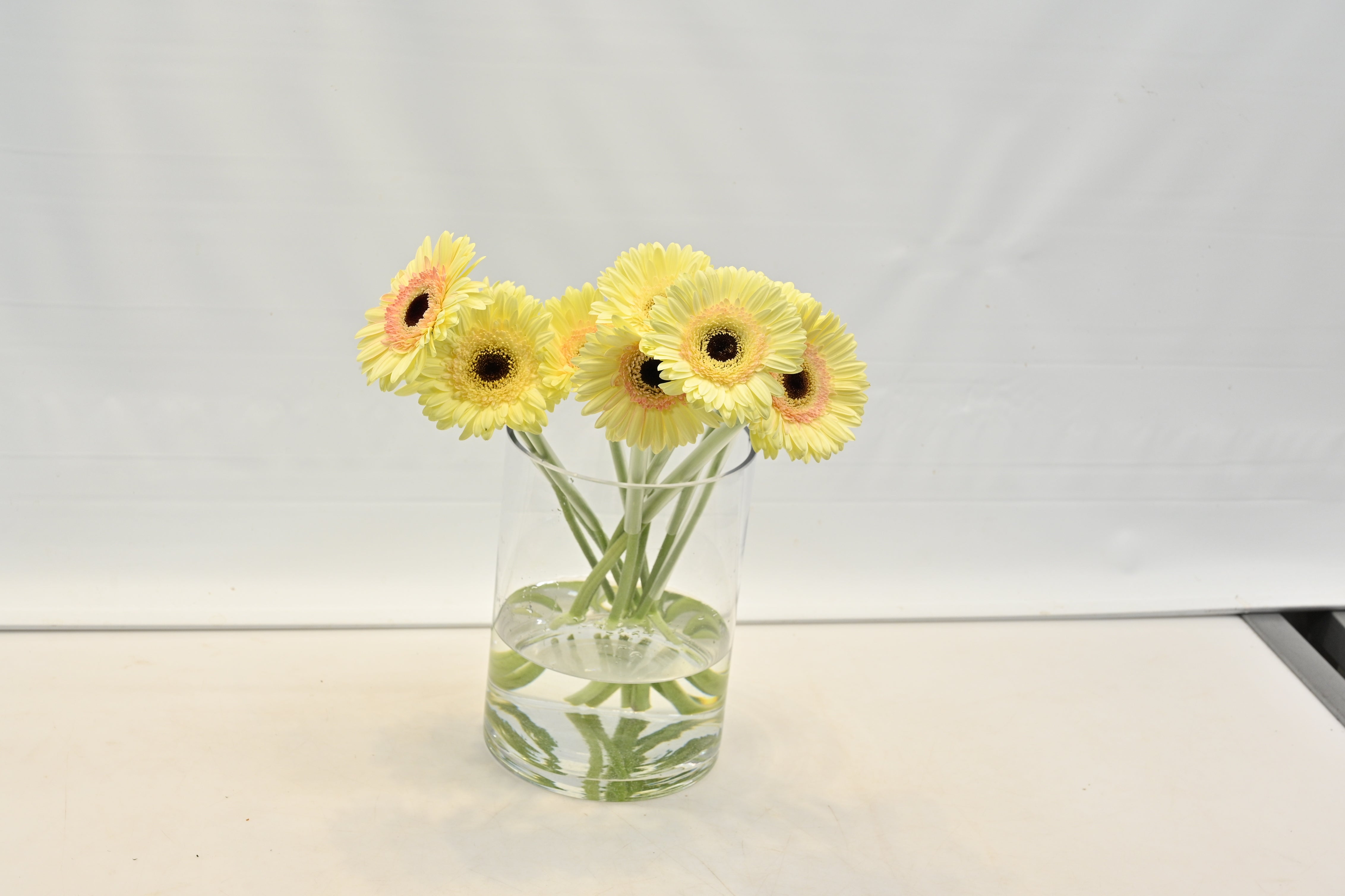 GERBERA CARTIZZE Large