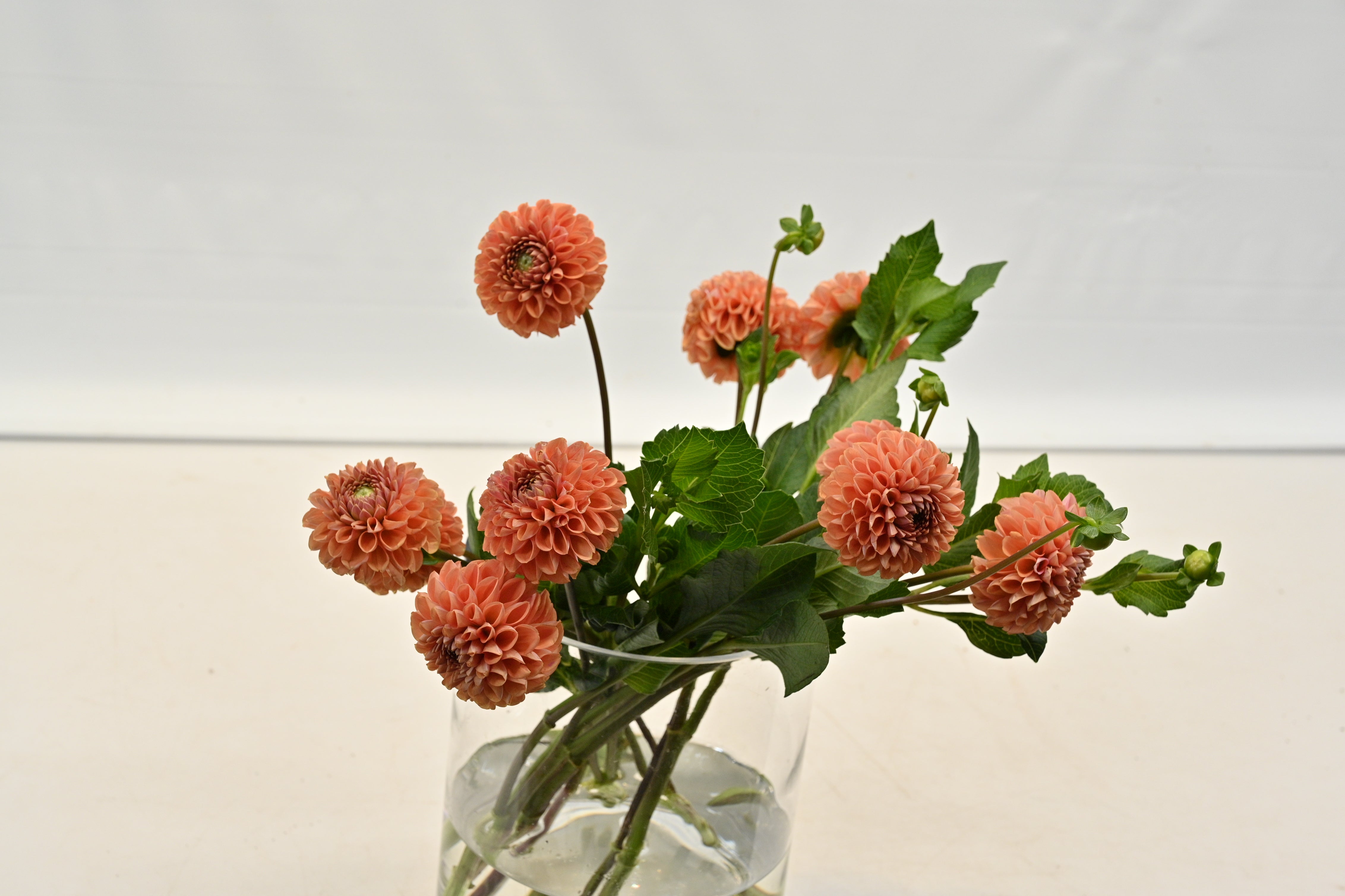 DAHLIA CORNEL Large