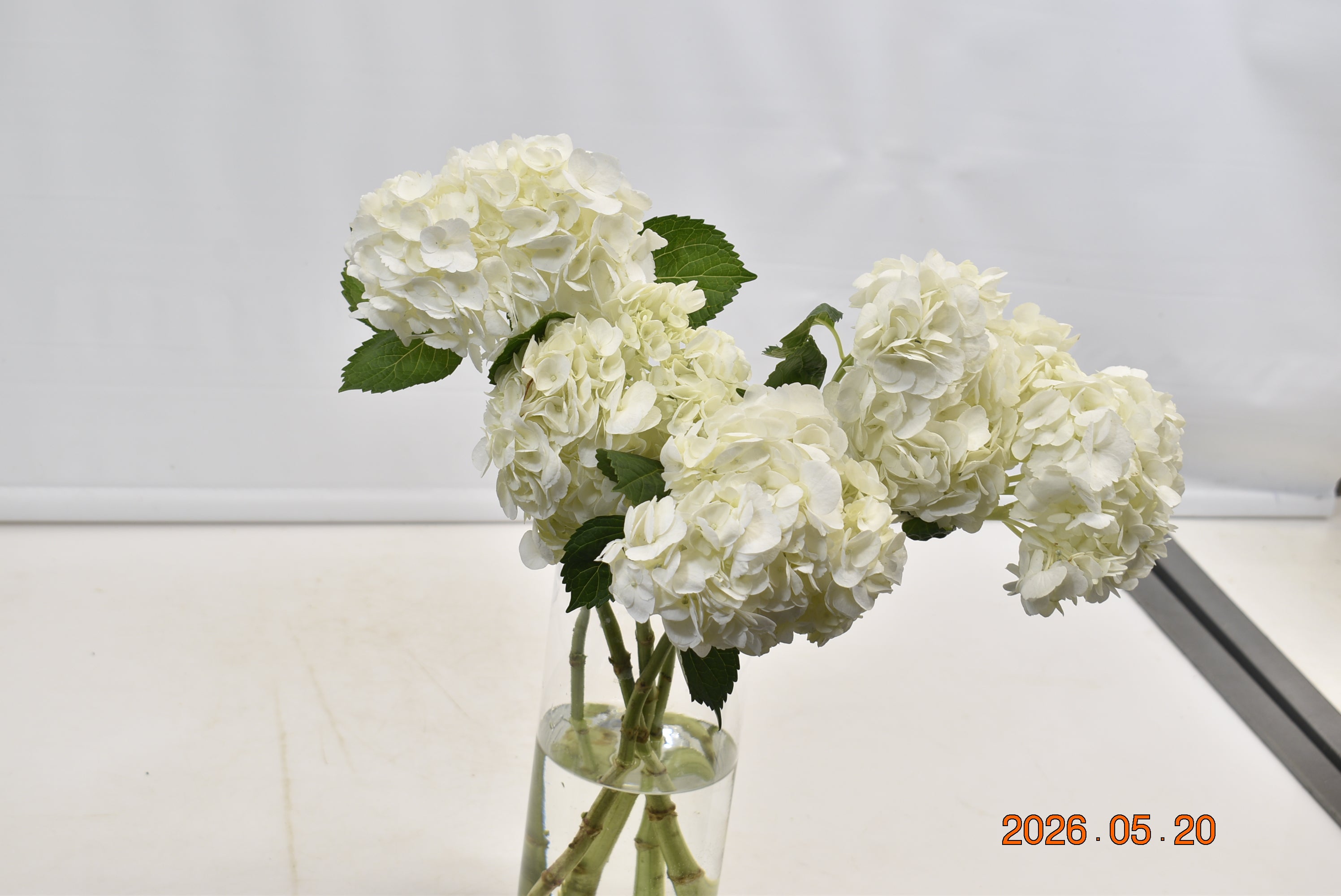 HYDRANGEA S. A. WHITE MEDIUM Large