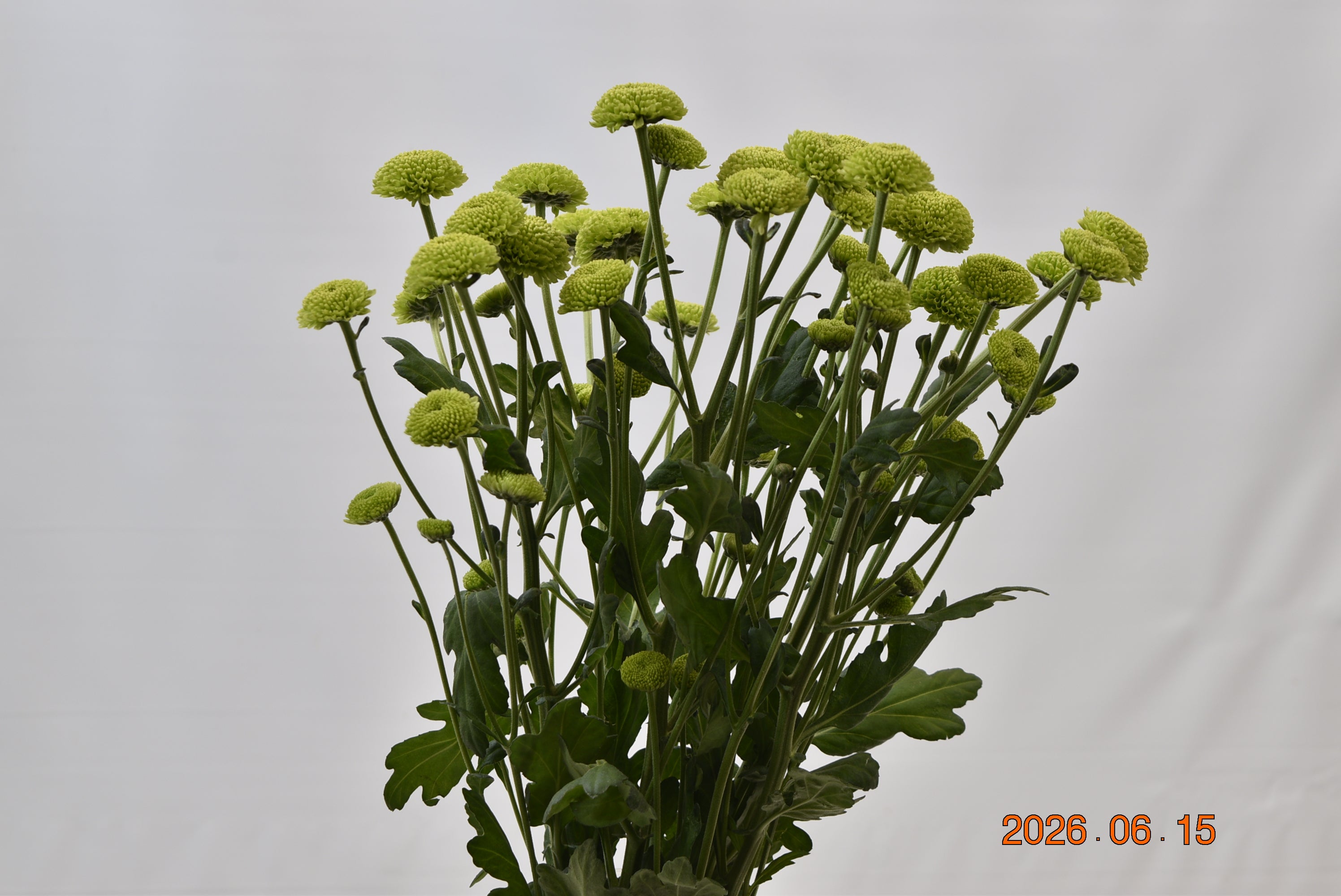 Chrysanthemum Green Button Large