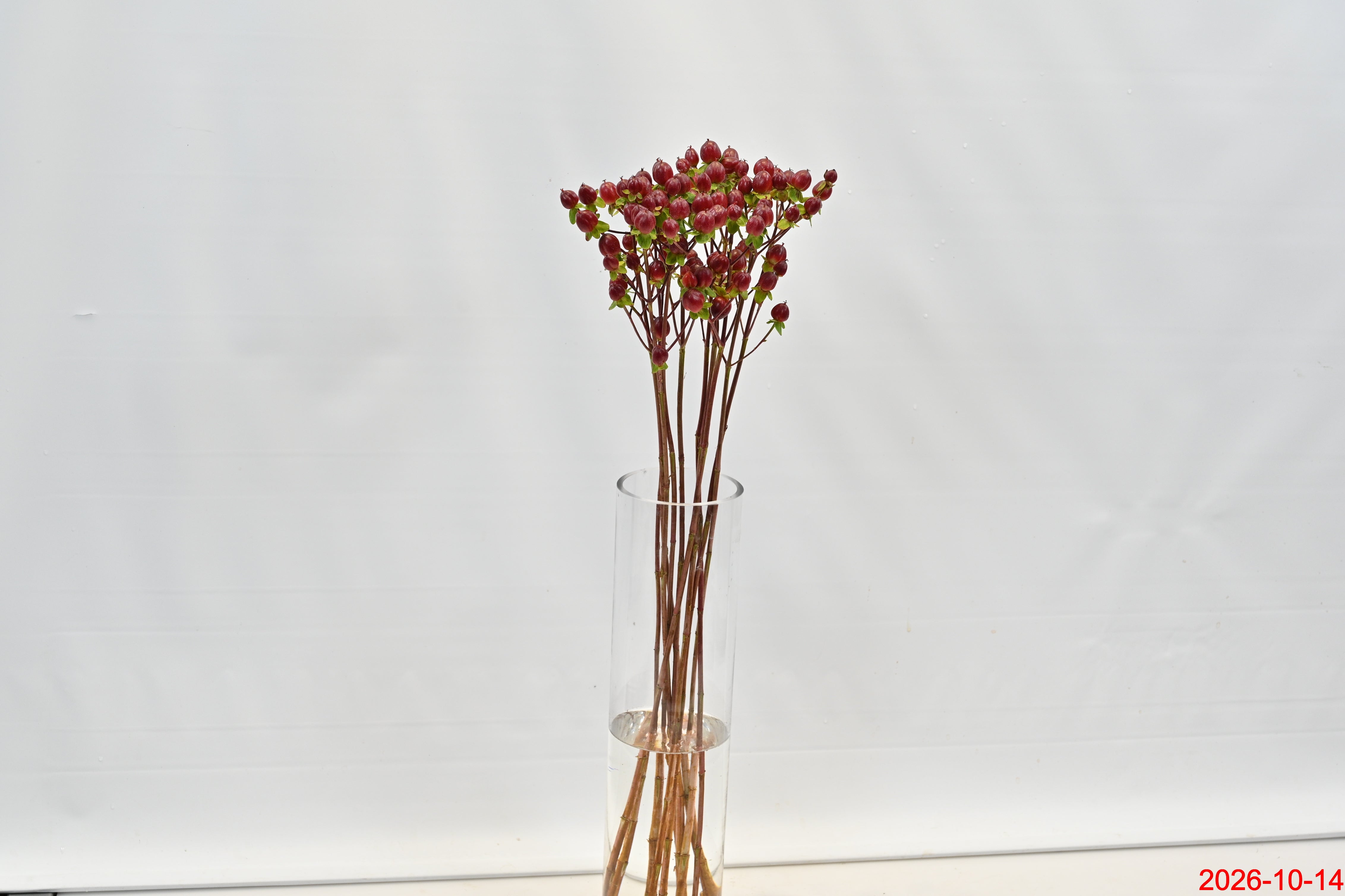 Hypericum Illusion Monster Large