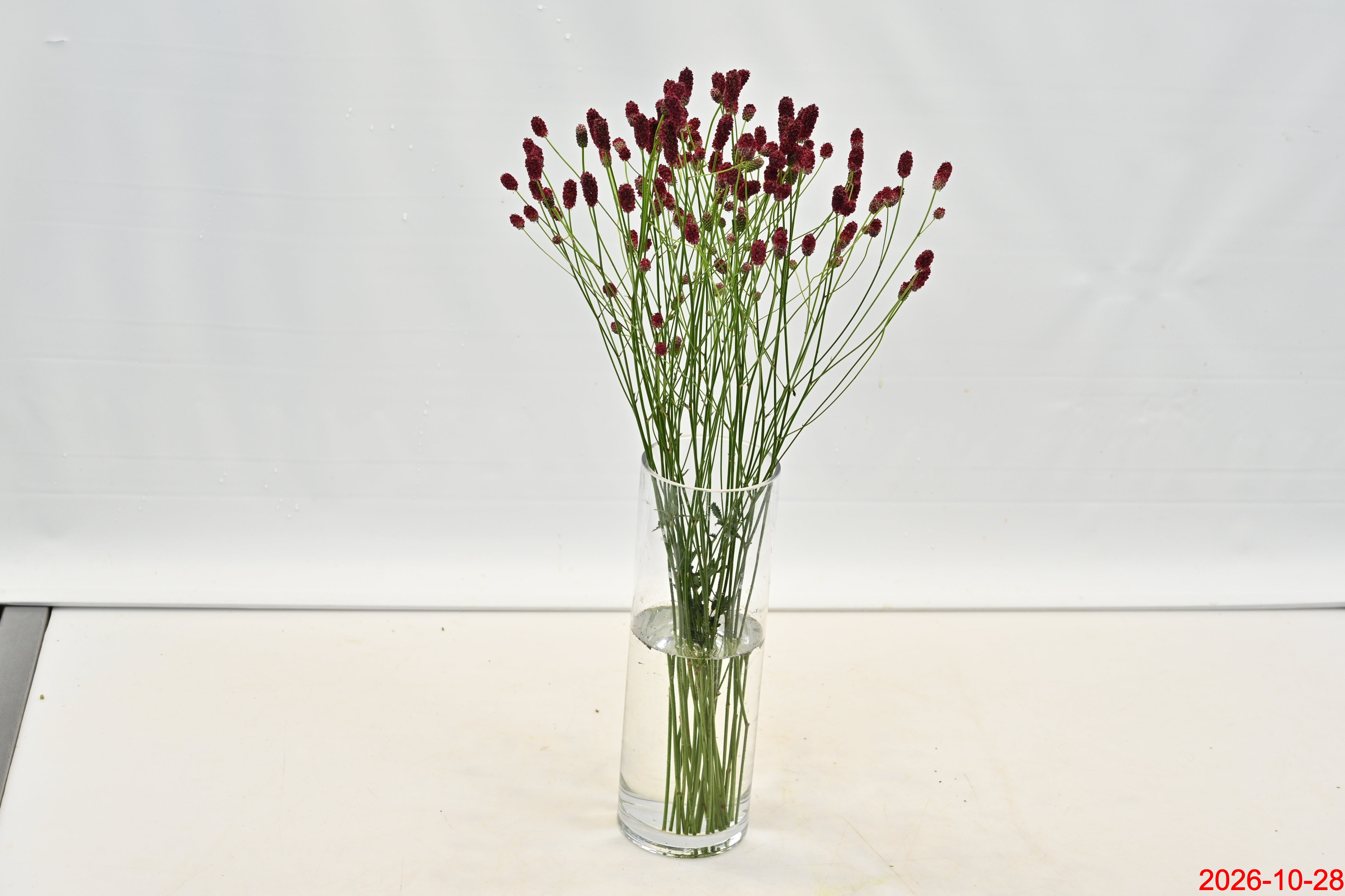 SANGUISORBA RED DREAM Large