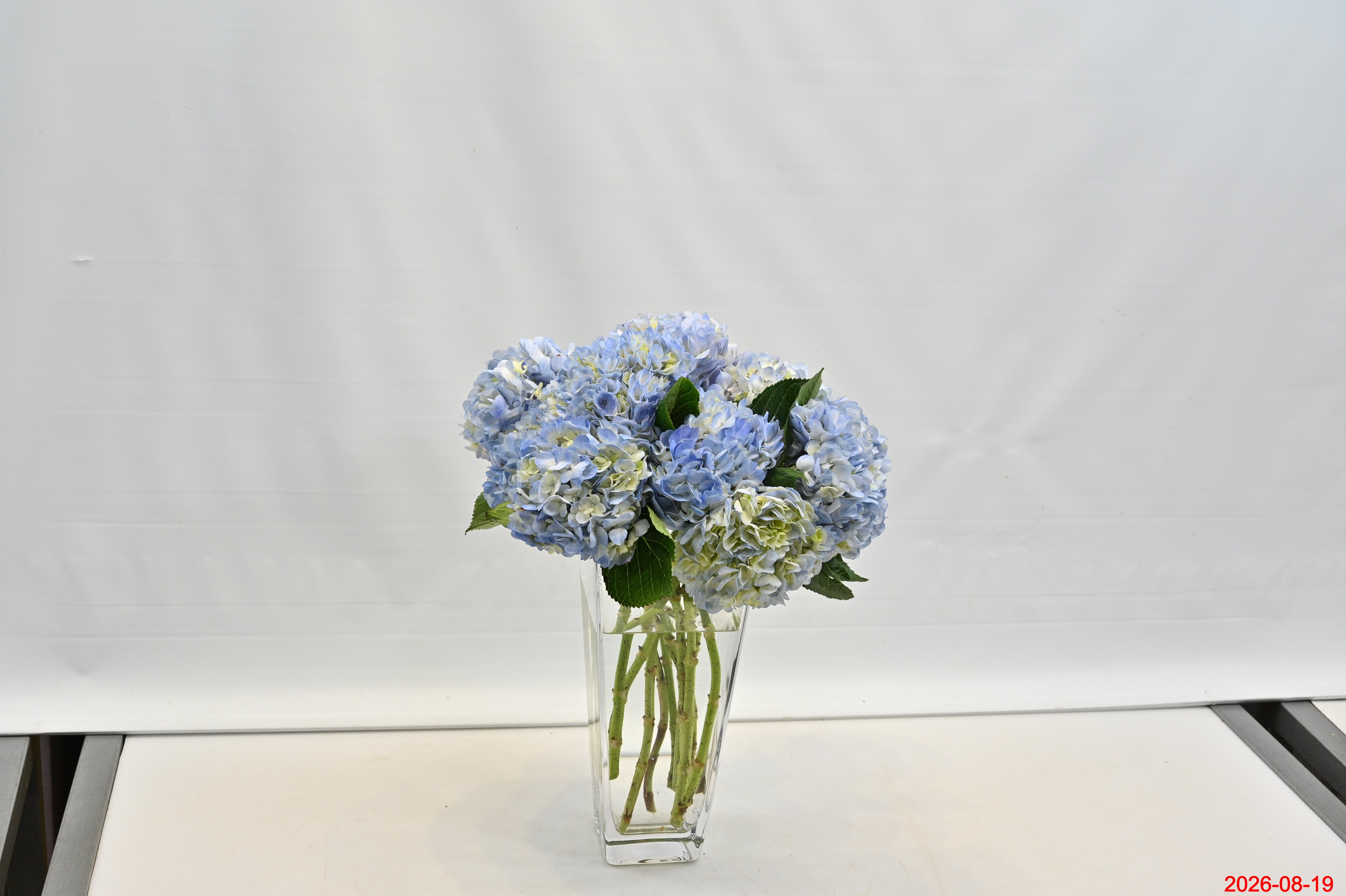 HYDRANGEA S. A. BLUE WHITE Large