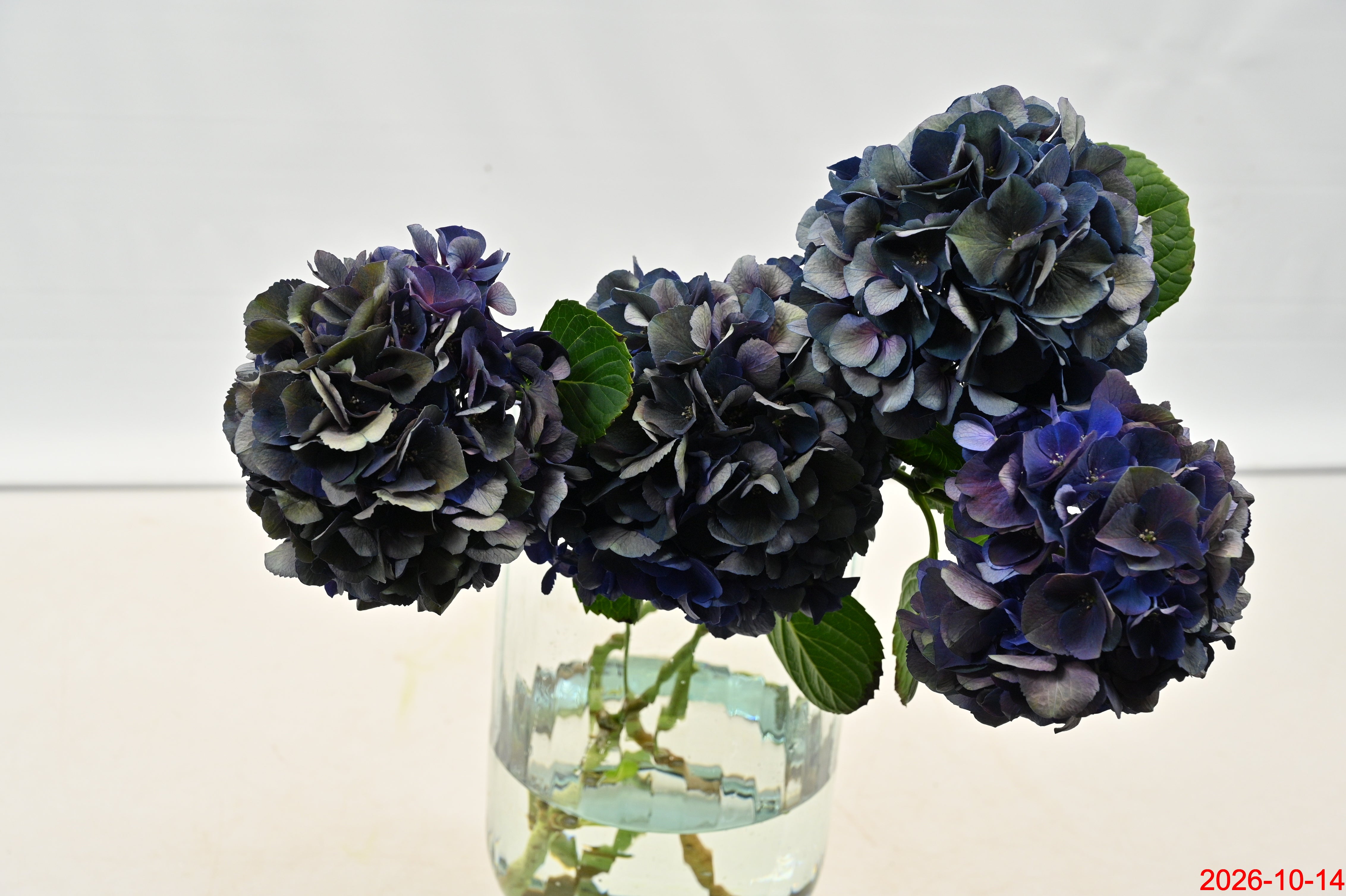 Hydrangea Purple King Large