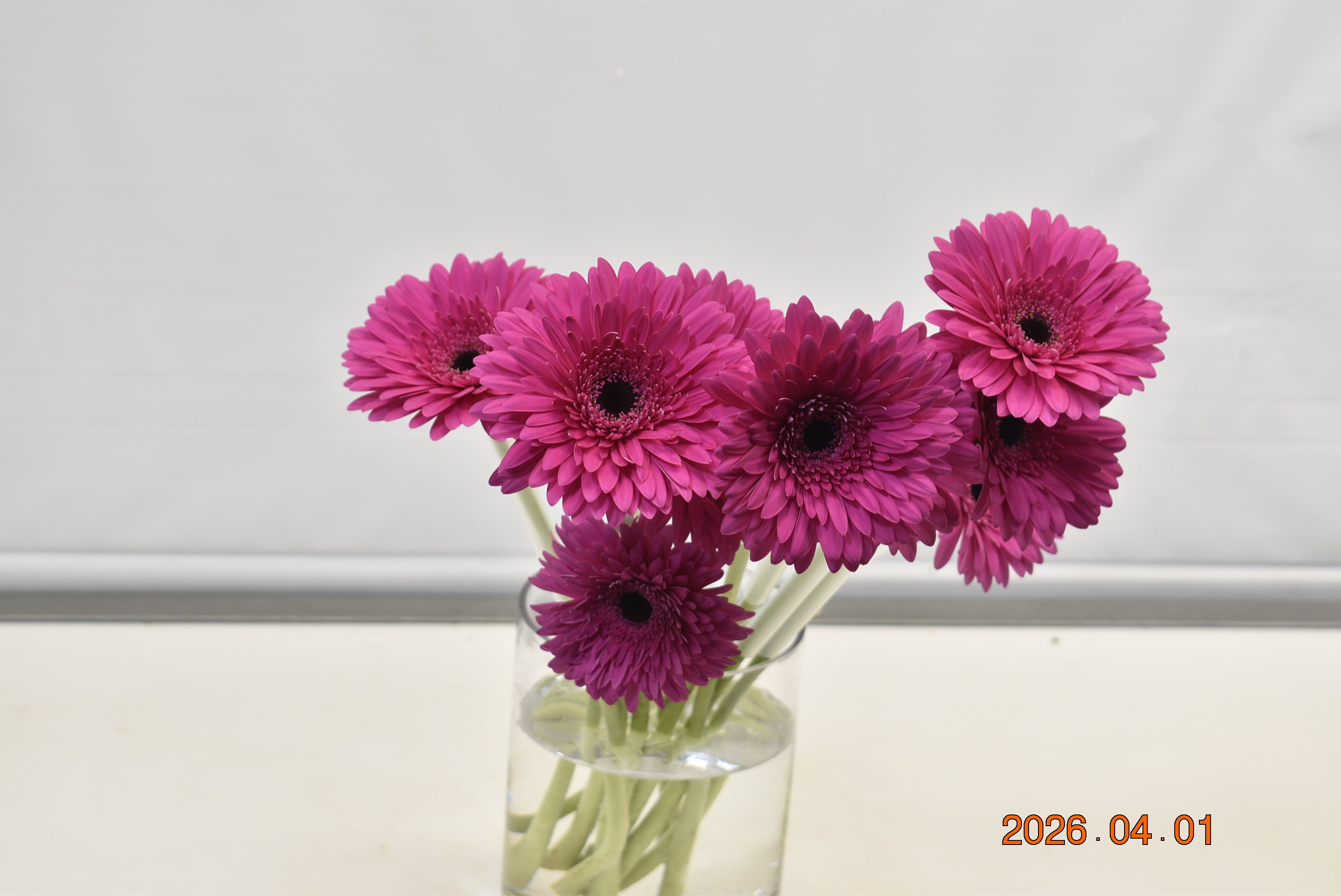 Gerbera Madeira Large