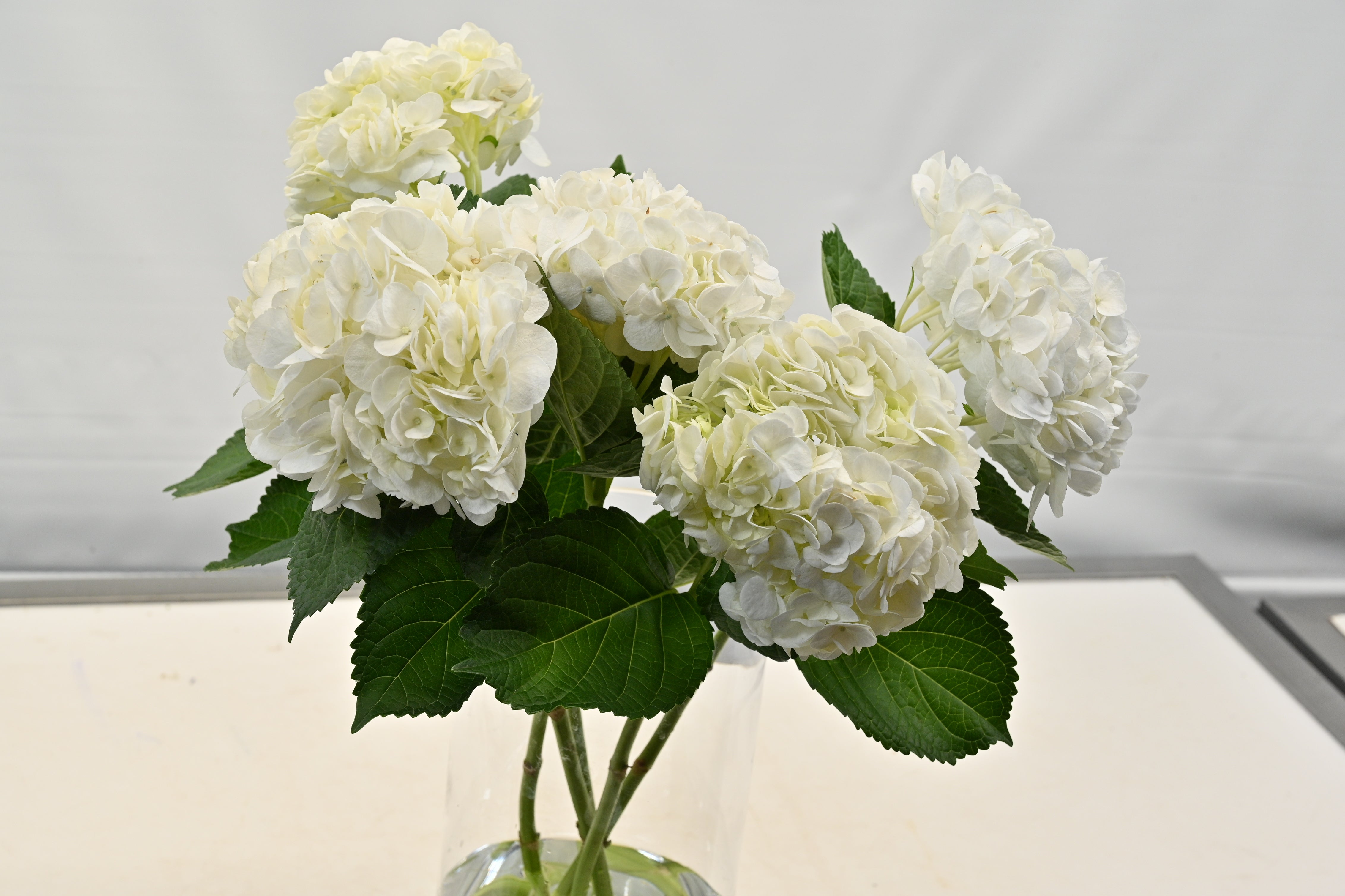 HYDRANGEA S. A. WHITE Large