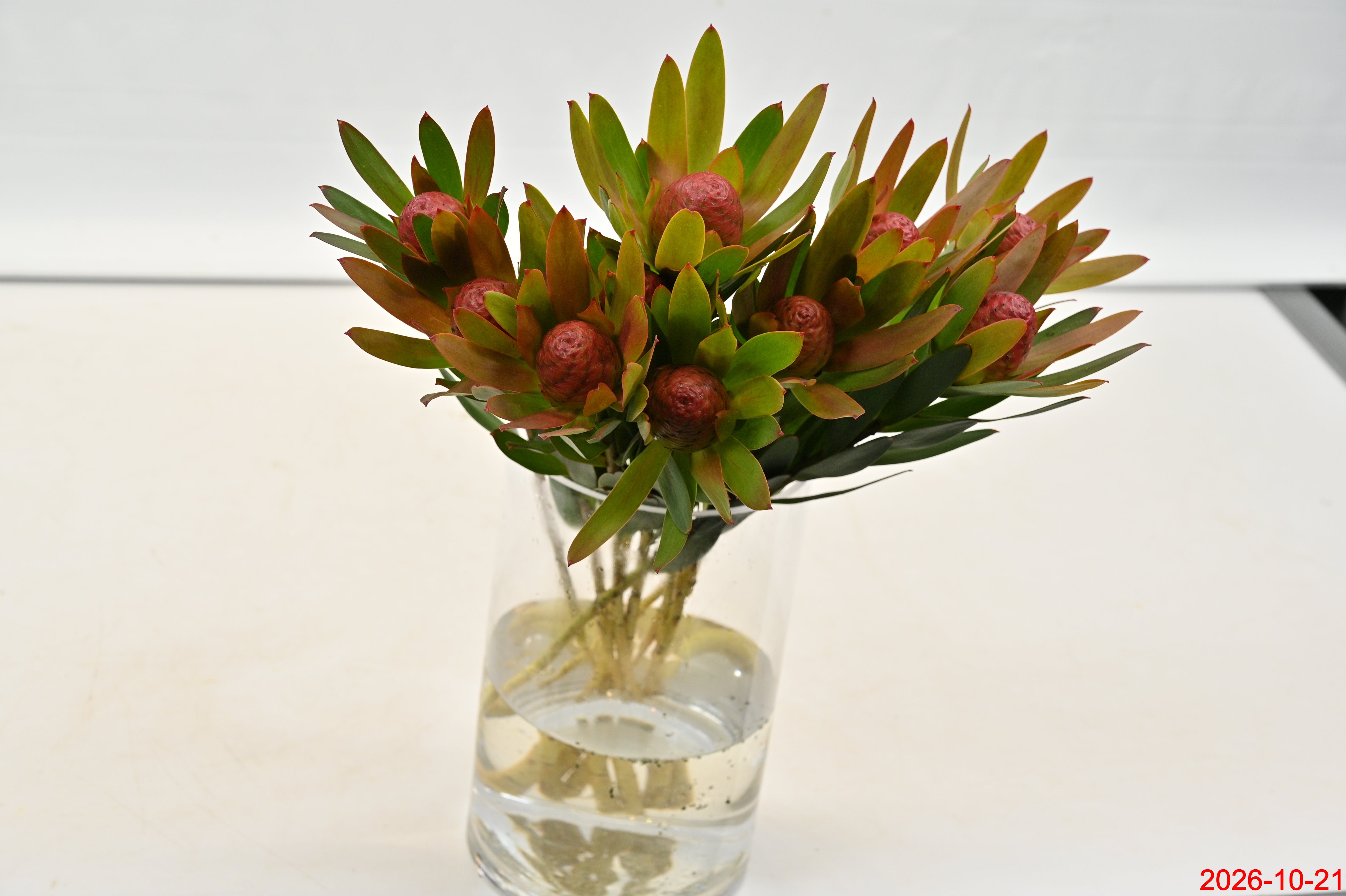 LEUCADENDRON AYOBA BLUSHED PEARL Large