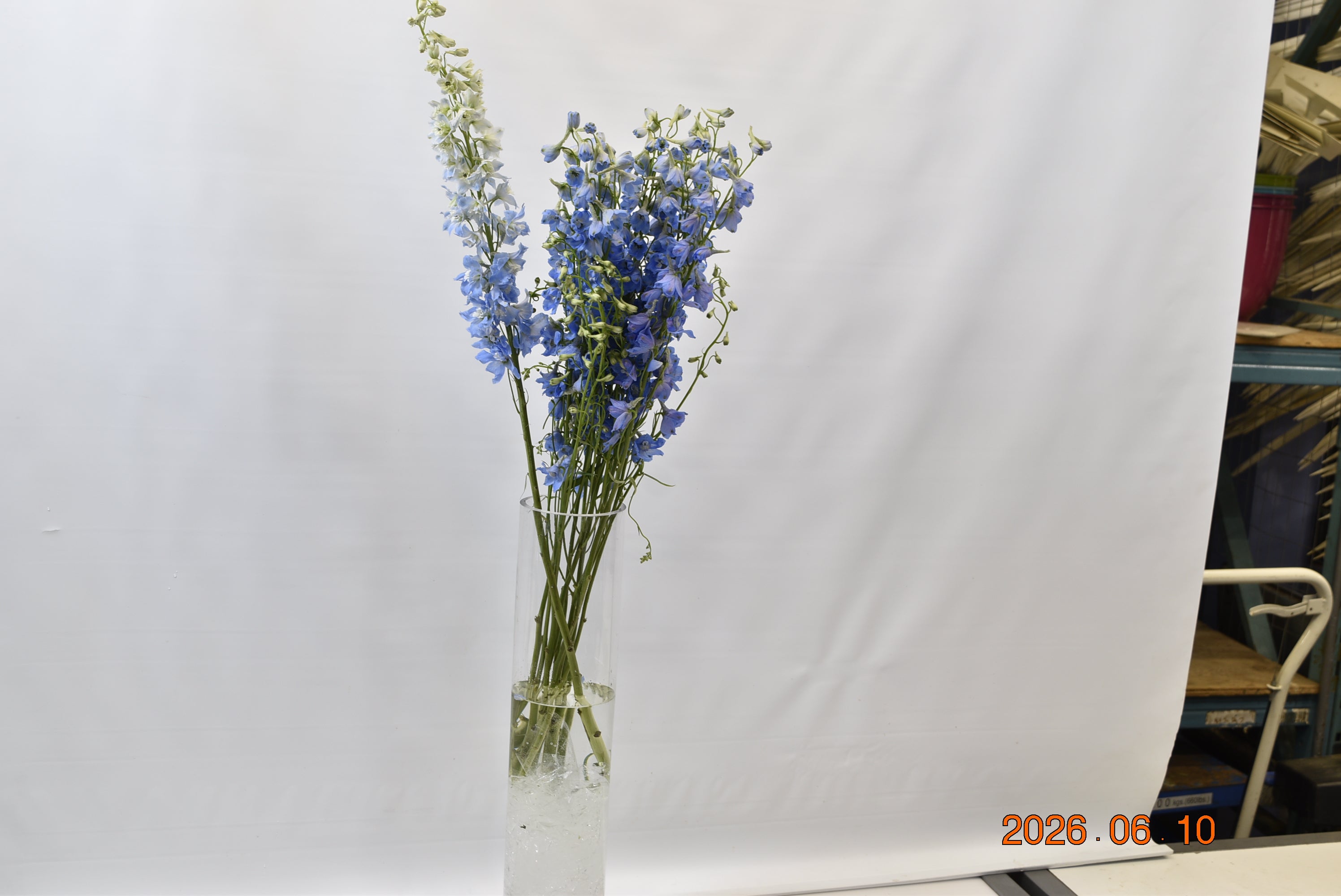 DELPHINIUM D. SKY BLUE Large