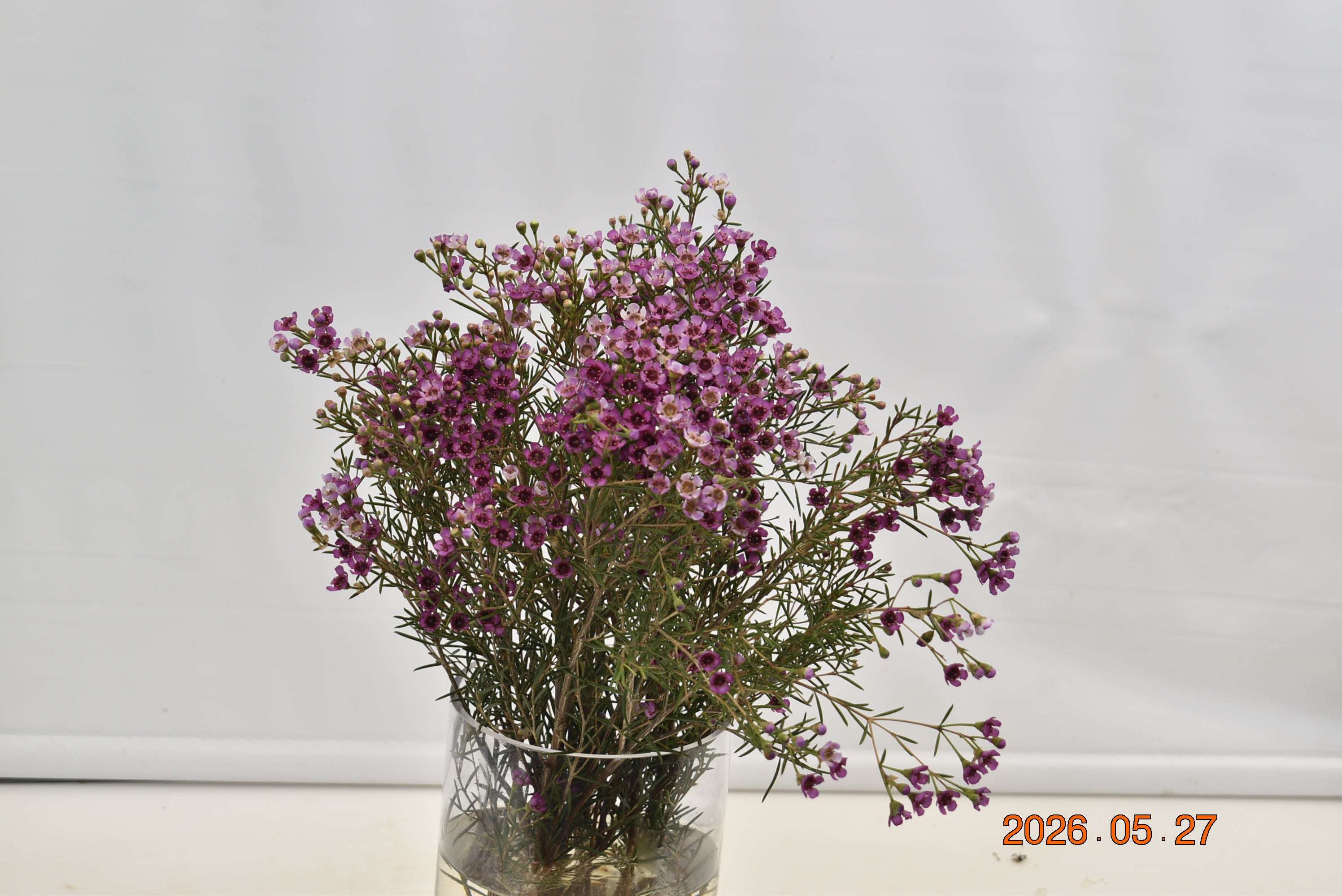 WAXFLOWER PURPLE 500g Large
