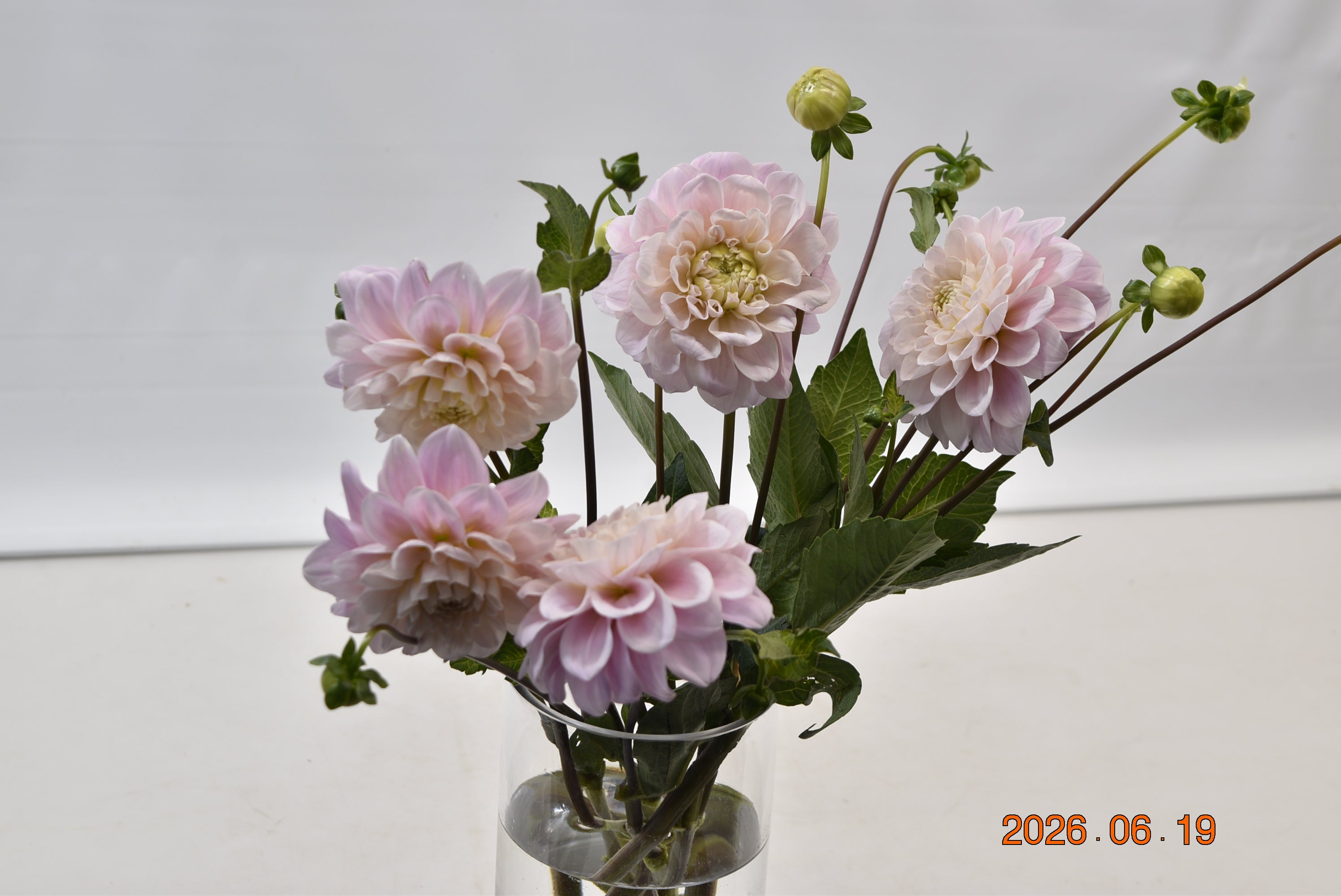 Dahlia Sweet Natalie Large