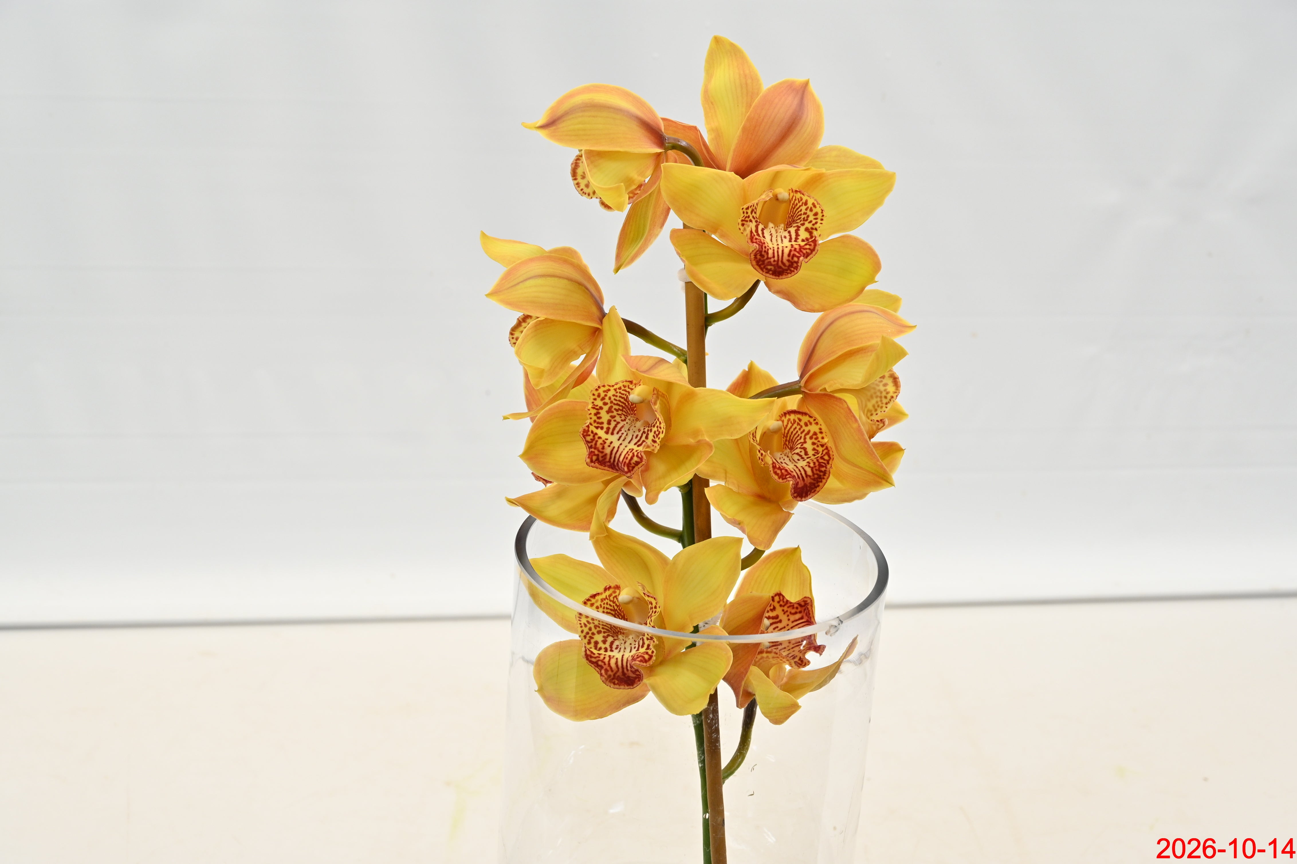 CYMBIDIUM YELLOW PER BLOOM Large