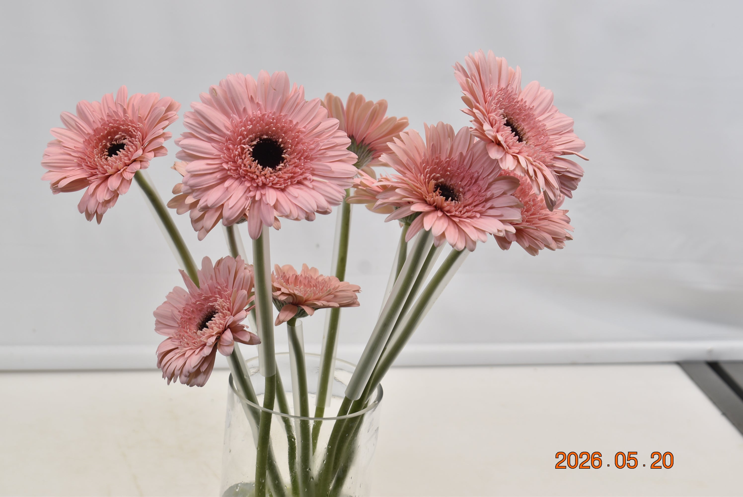 Gerbera Cameron Large